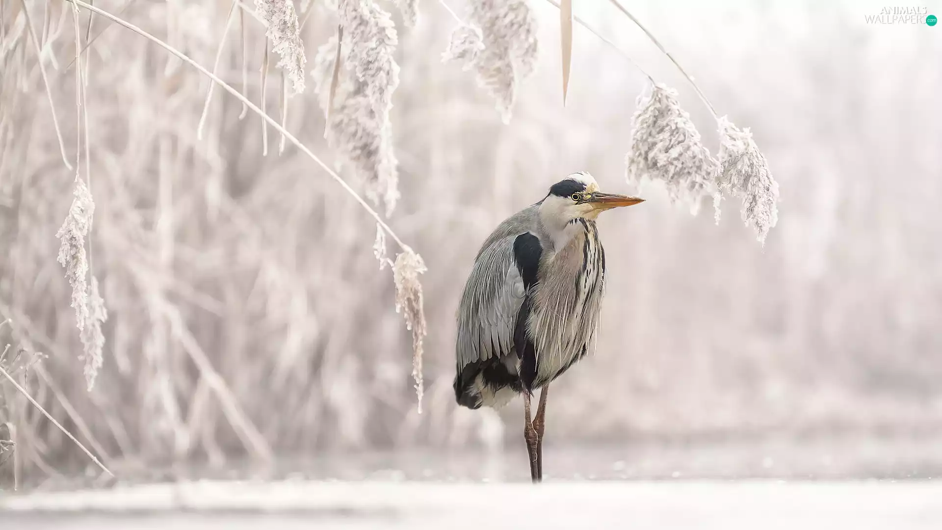 Bird, frosty, grass, heron