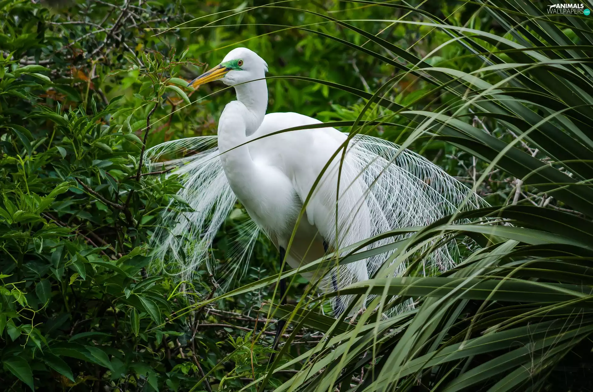 Bird, White, grass, heron