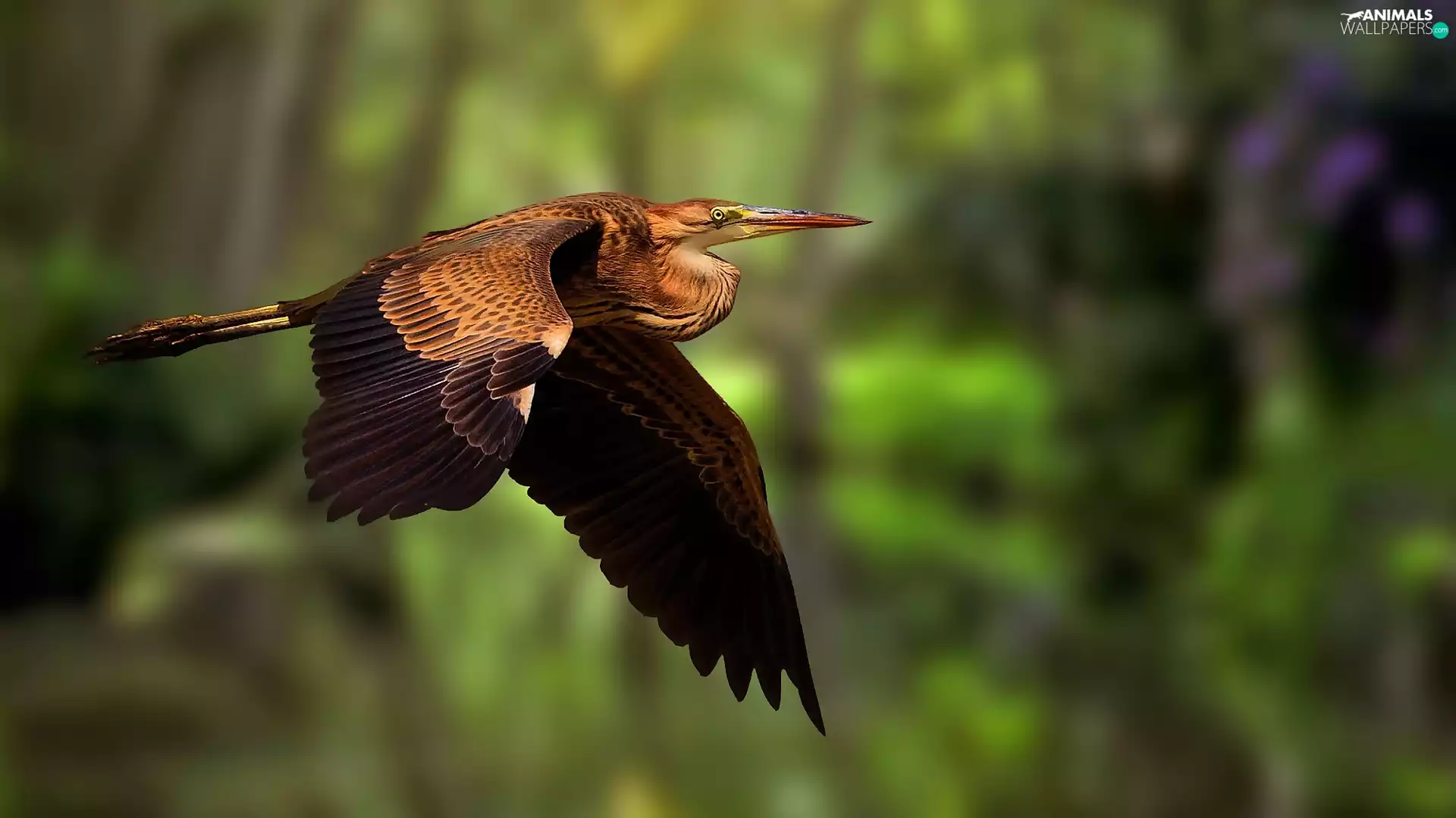 flight, Bird, Purple Heron