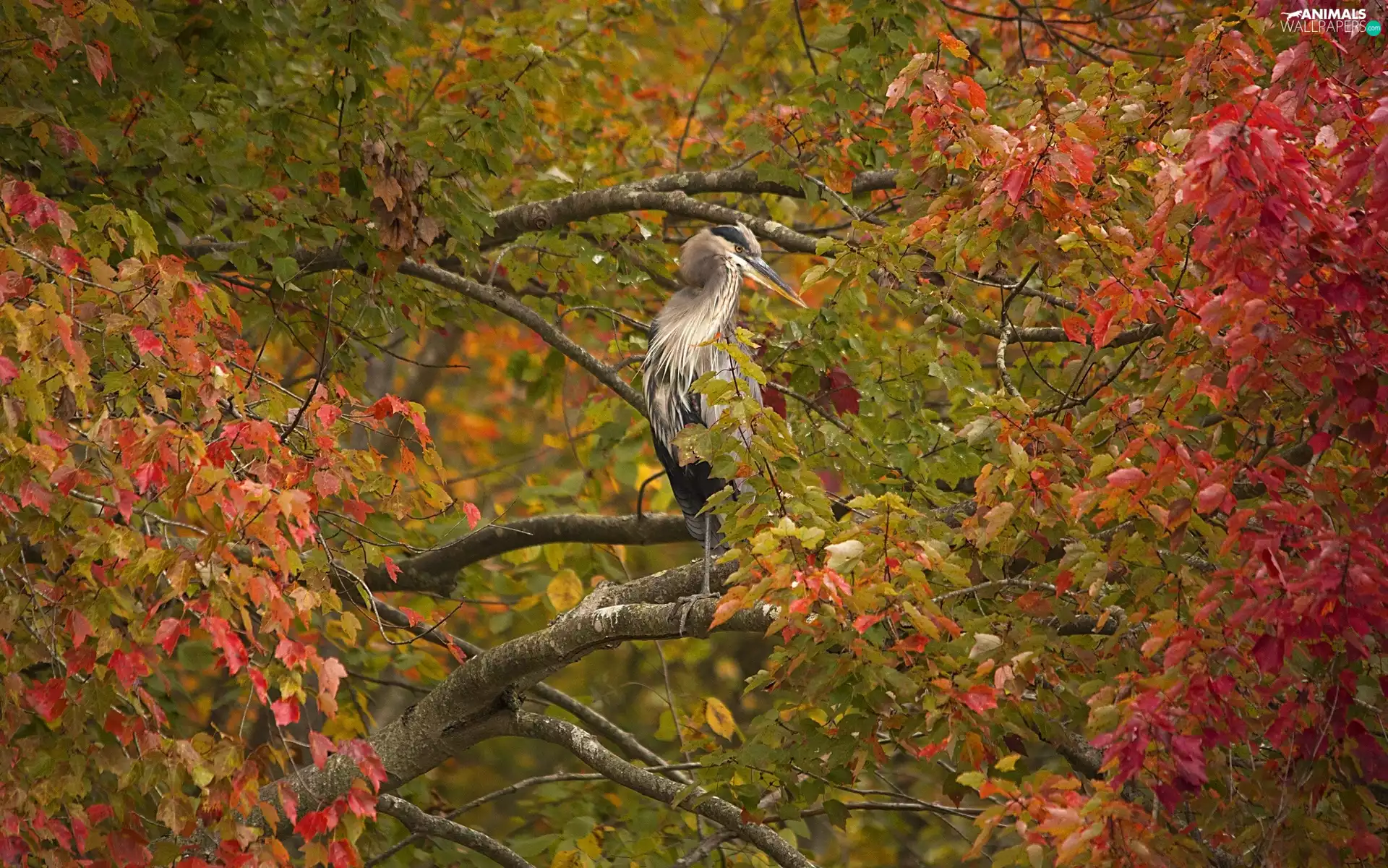 heron, autumn, forest