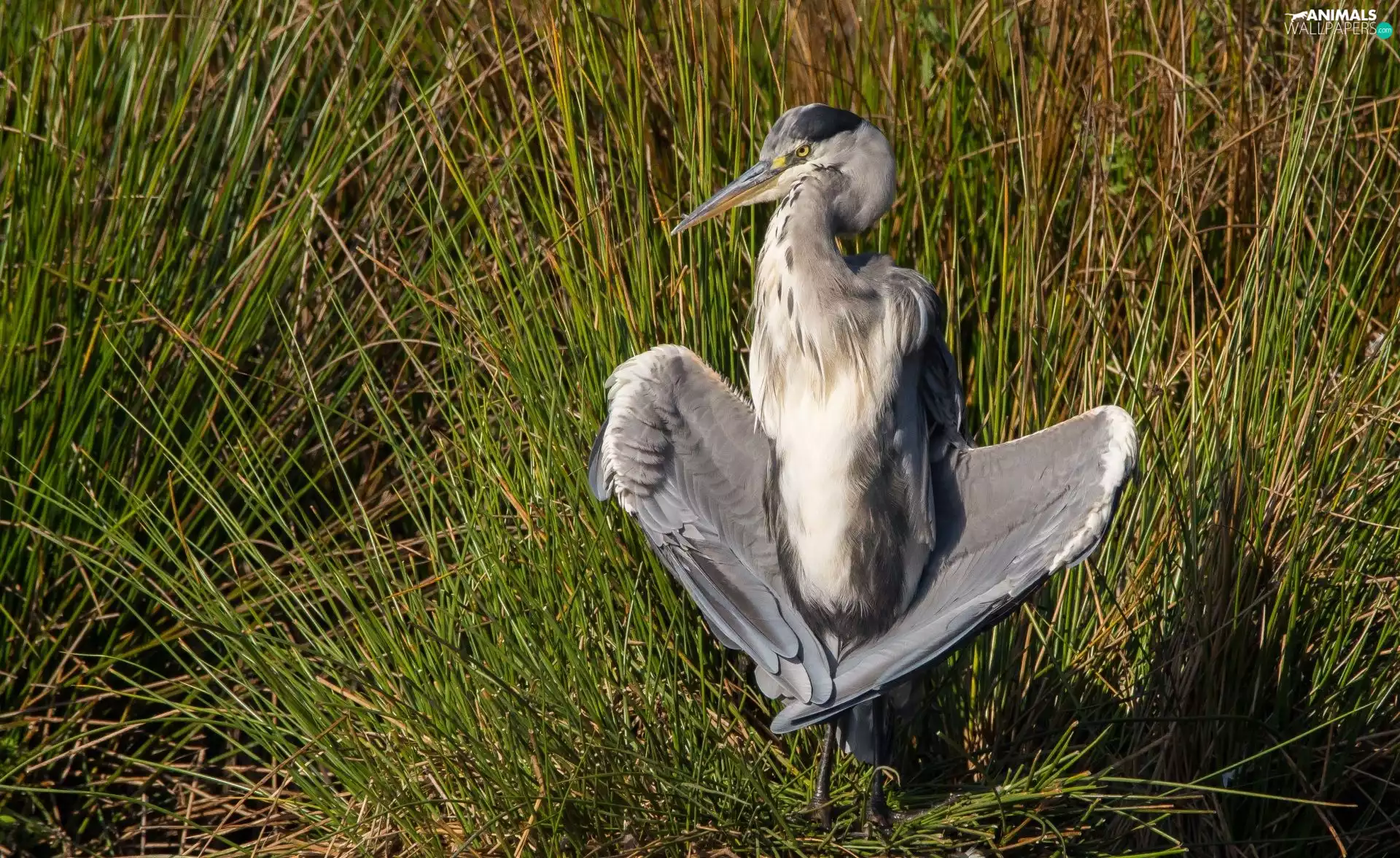 heron, grass