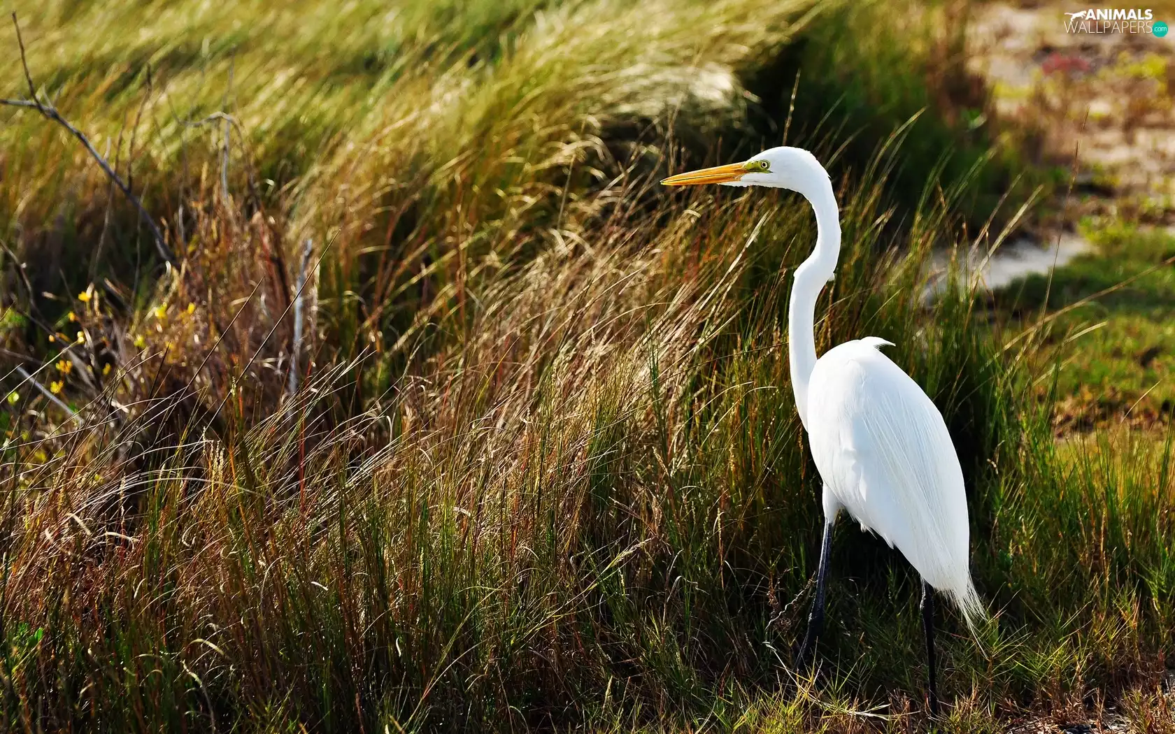 heron, grass