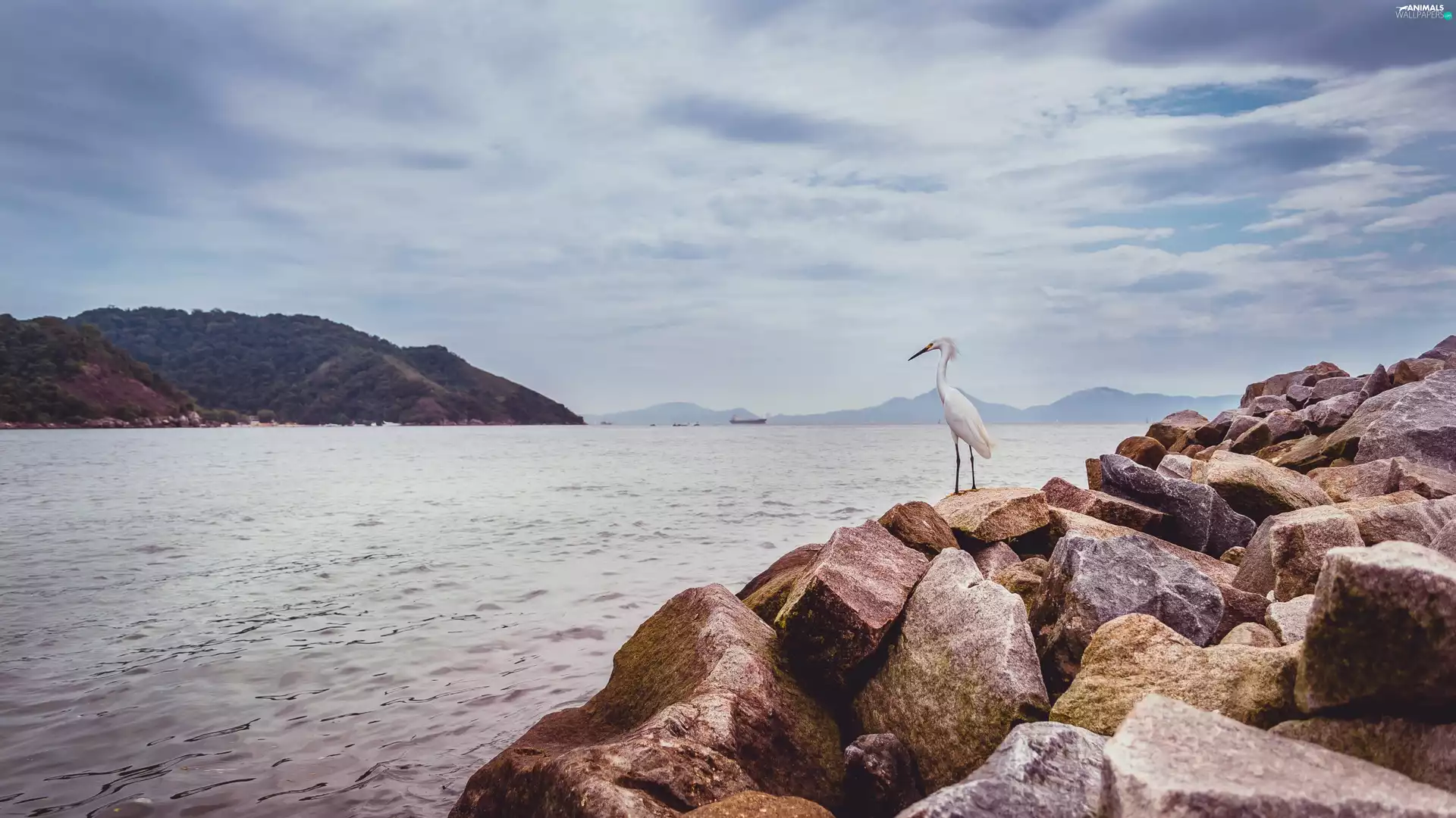 heron, River, Stones