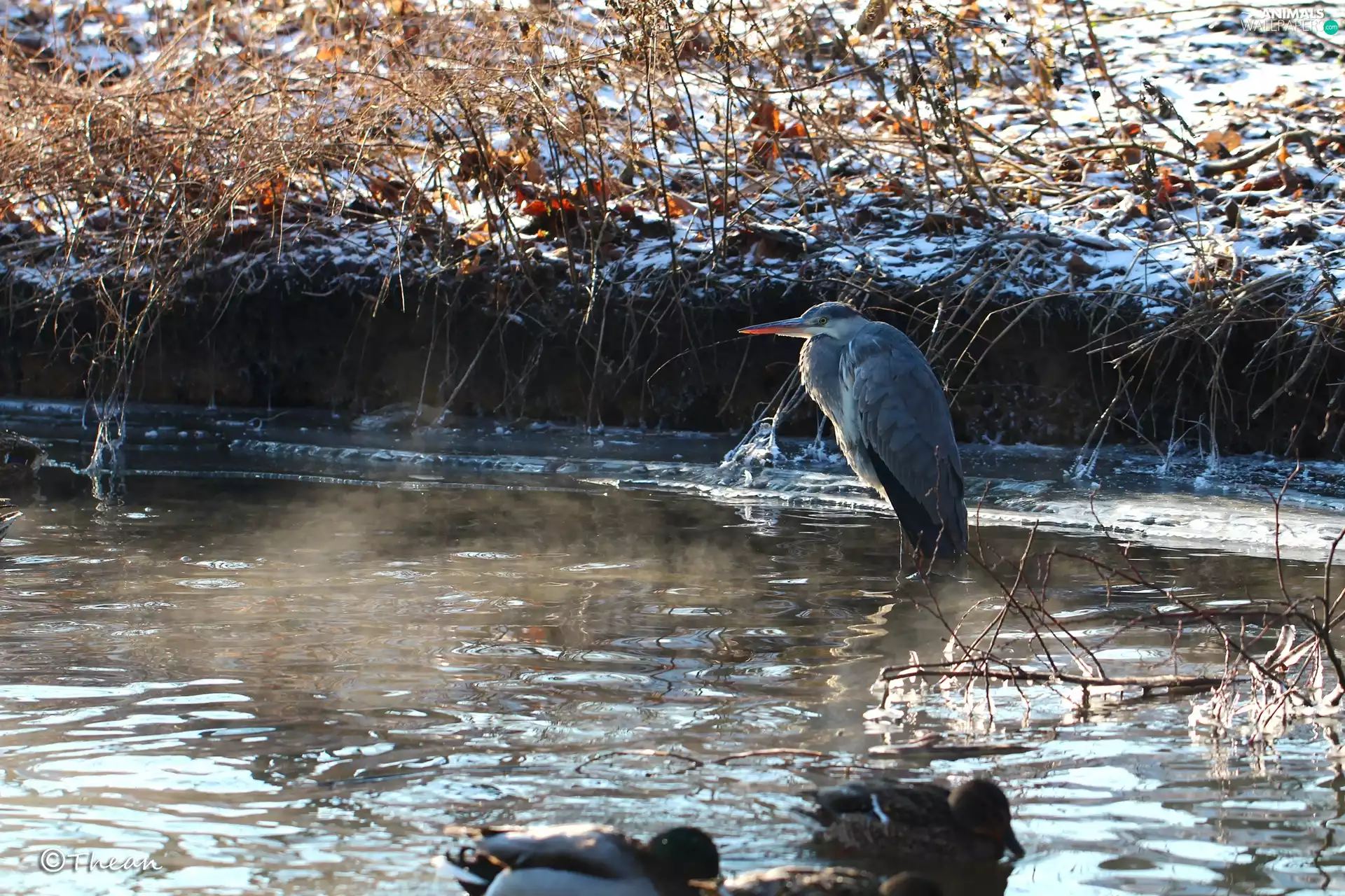 Gery Heron, water, winter, Steaming