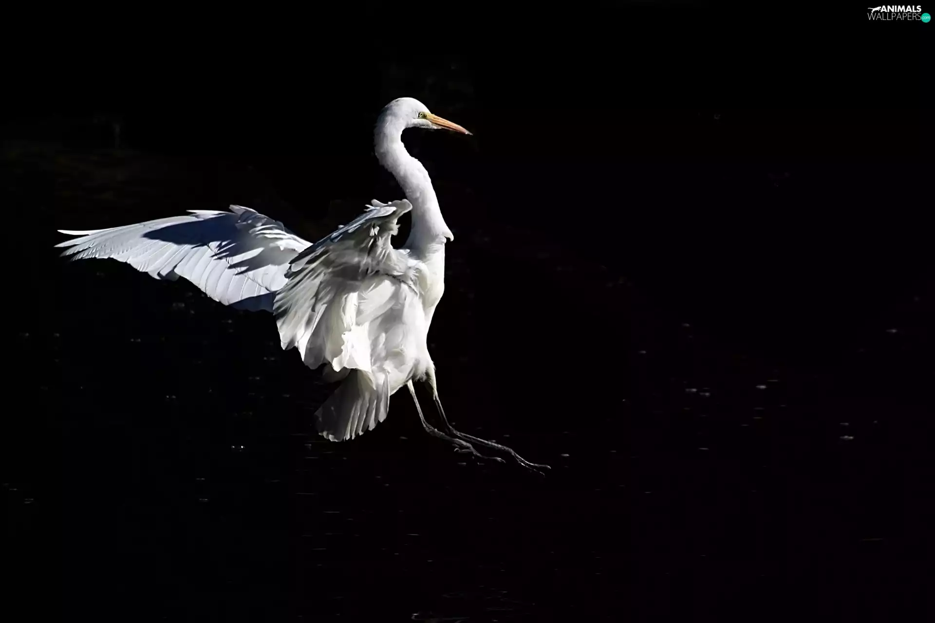 White, Black, background, heron