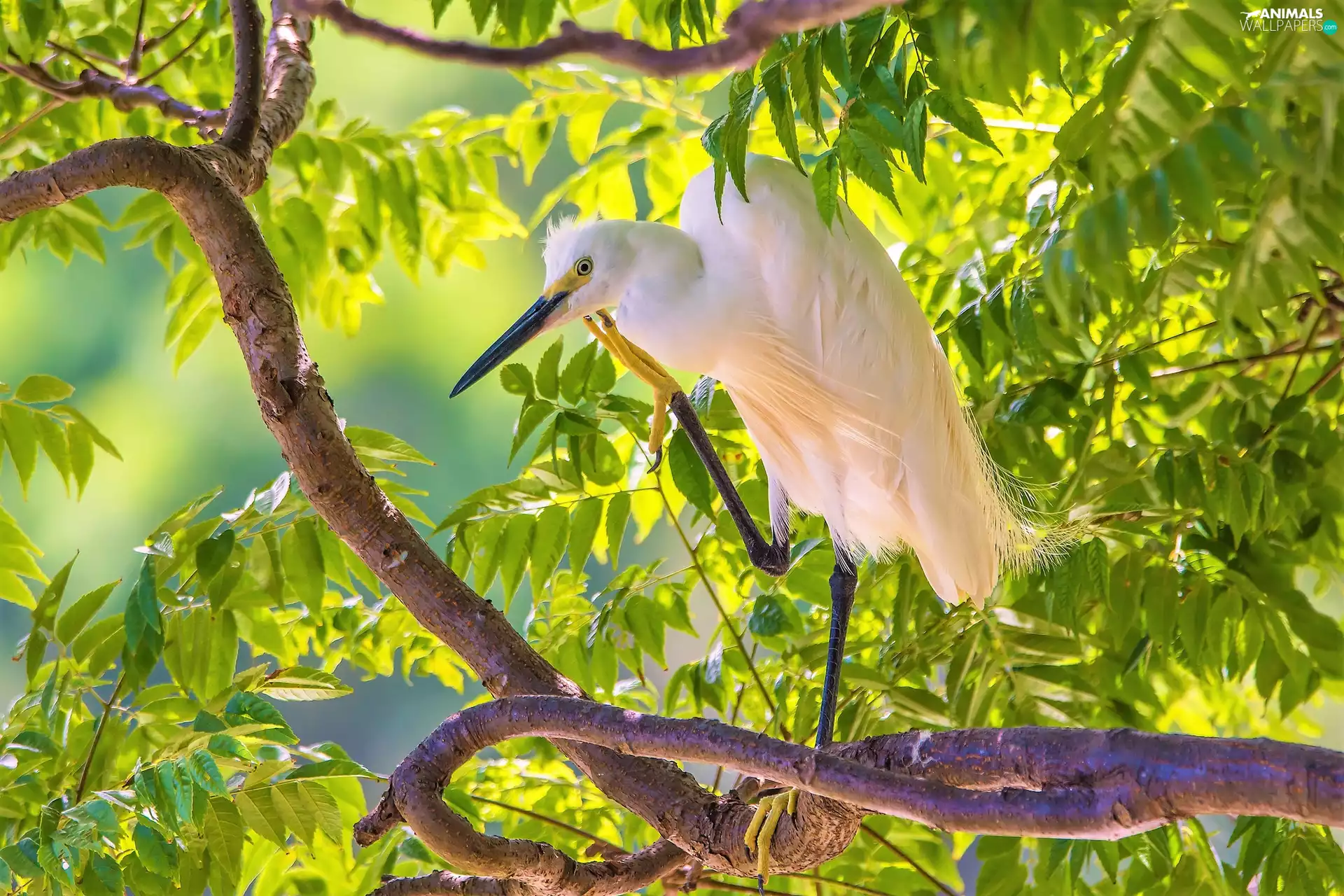 branch pics, Leaf, heron, trees, White
