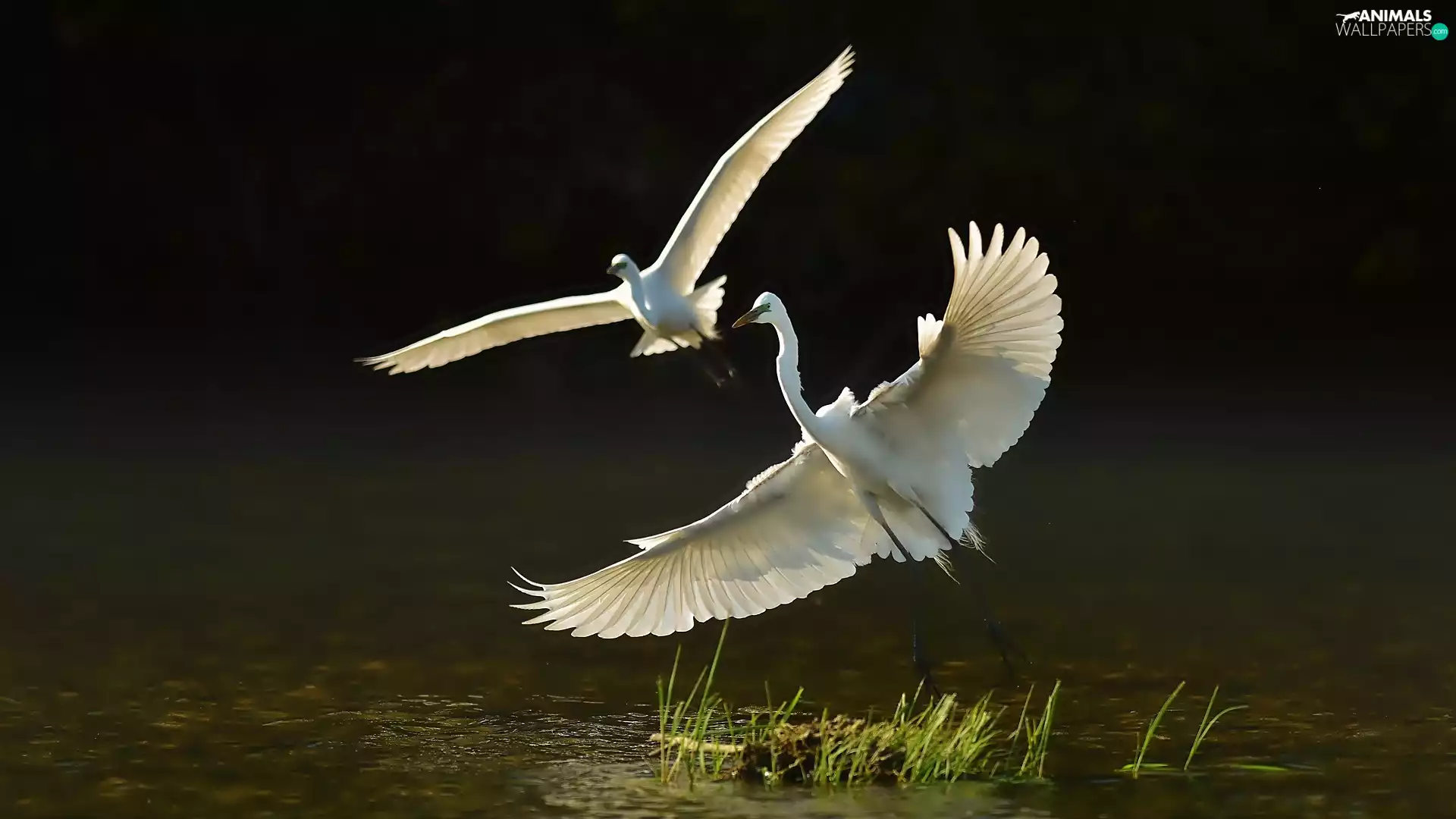 Two, water, flight, herons