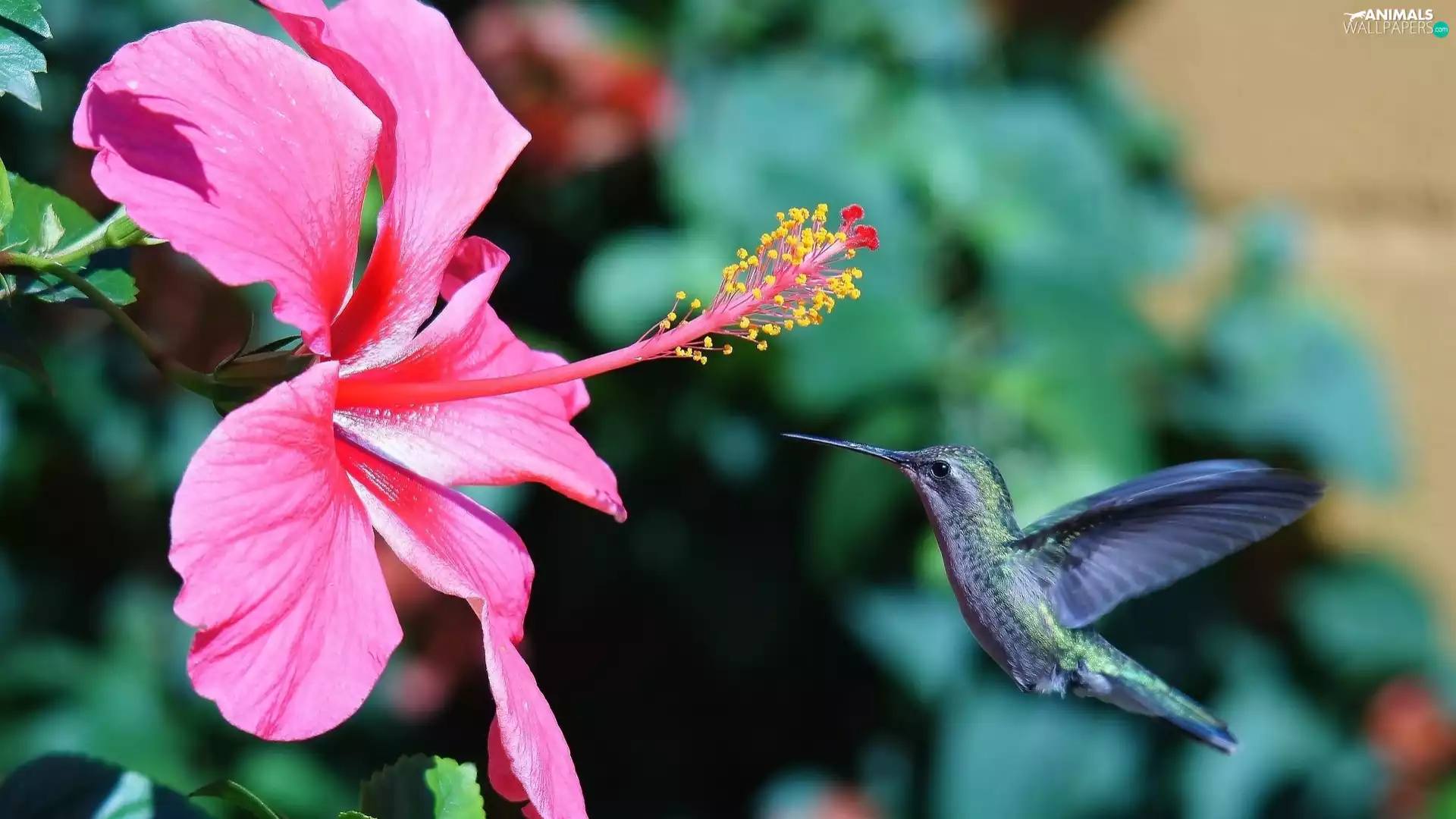 humming-bird, Pink, hibiskus