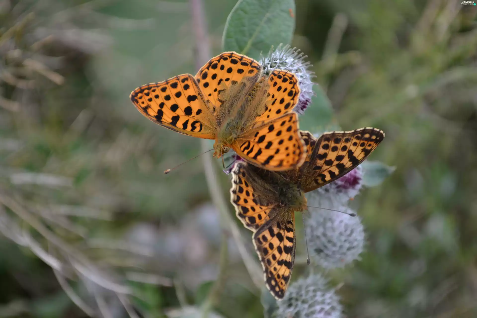 Fabriciana Adippe, butterflies, High brown fritillary