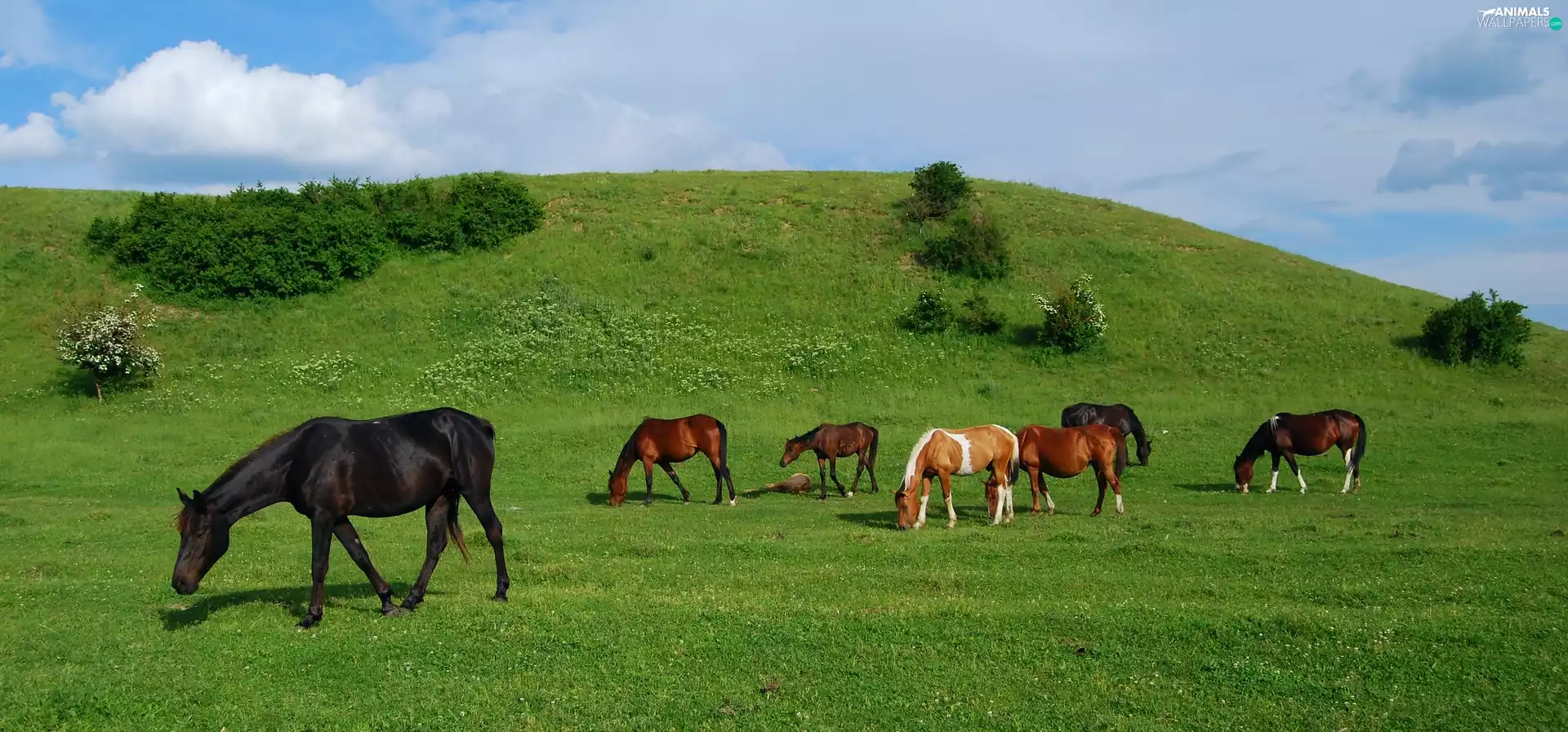 bloodstock, Spring, The Hills, pasturage, Meadow