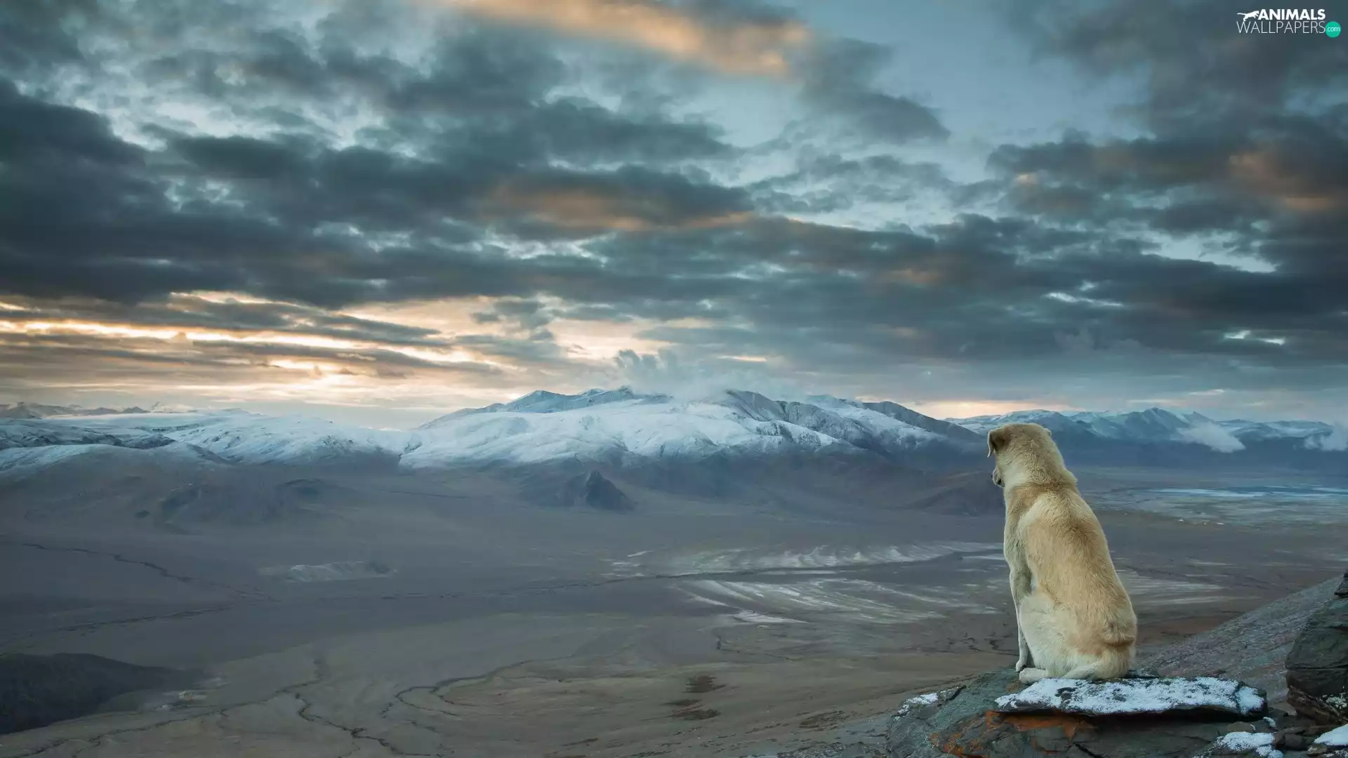 Valley, dog, clouds, Himalaya Mountains, india