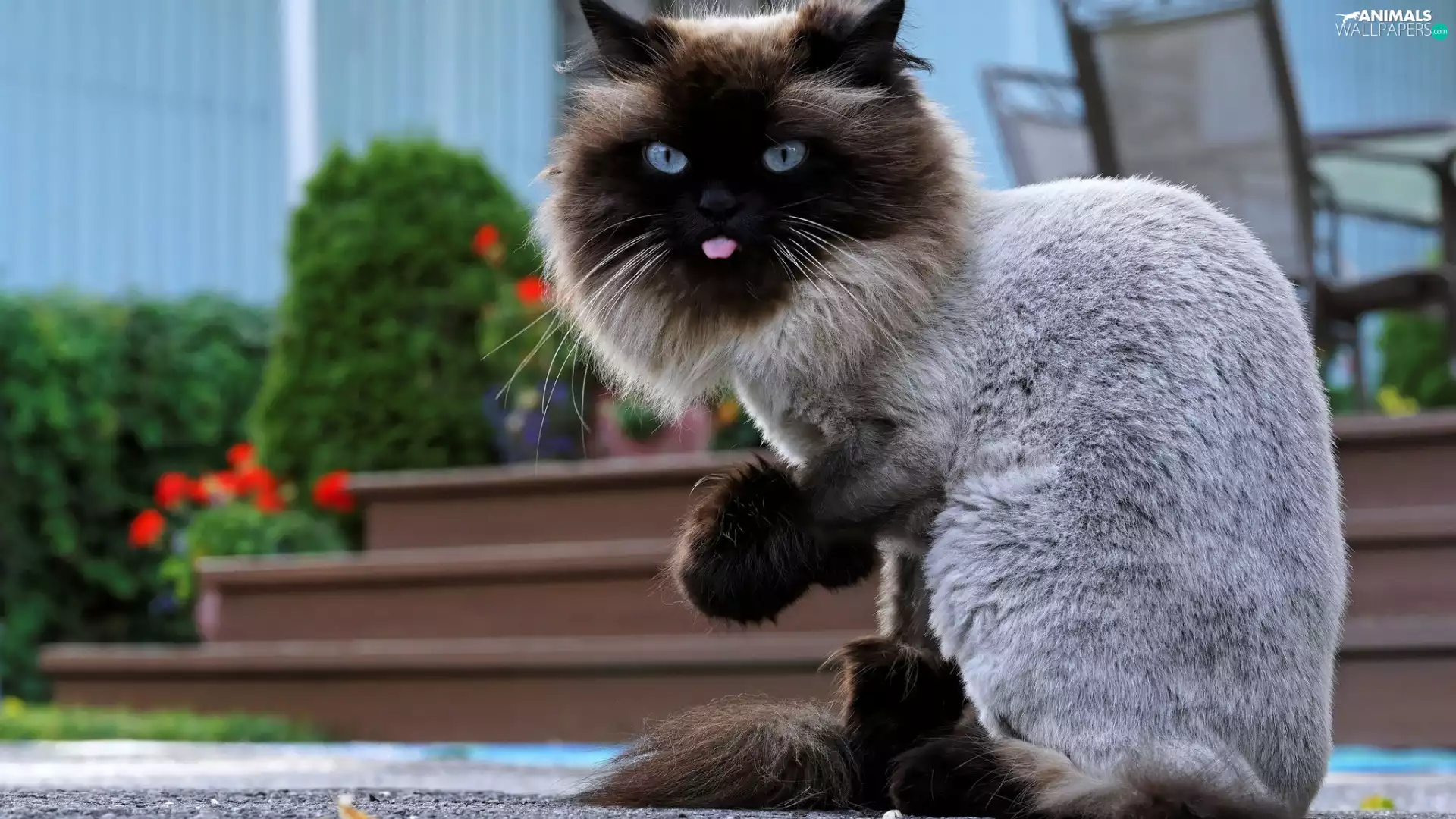 Himalayan, cat, Himalayan