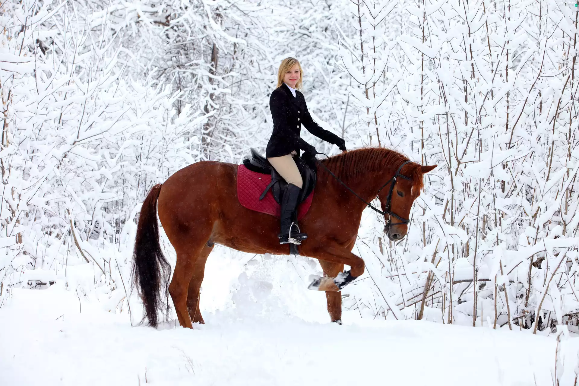 forest, Hippika, Women, Horse, winter