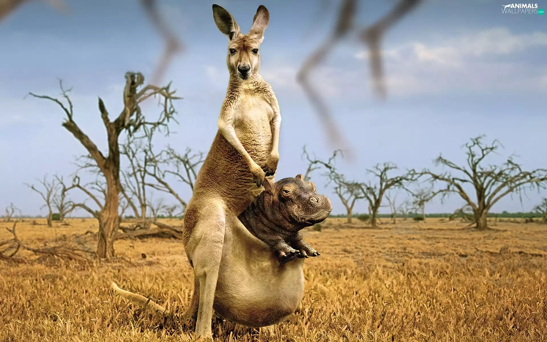 hippo, kangaroo, bag