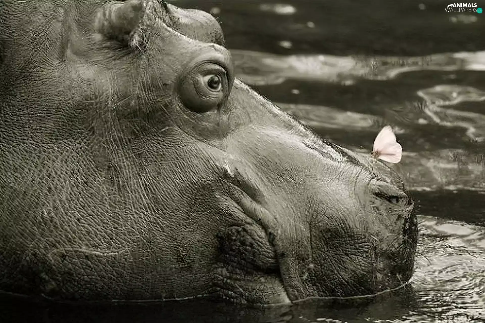 hippo, butterfly