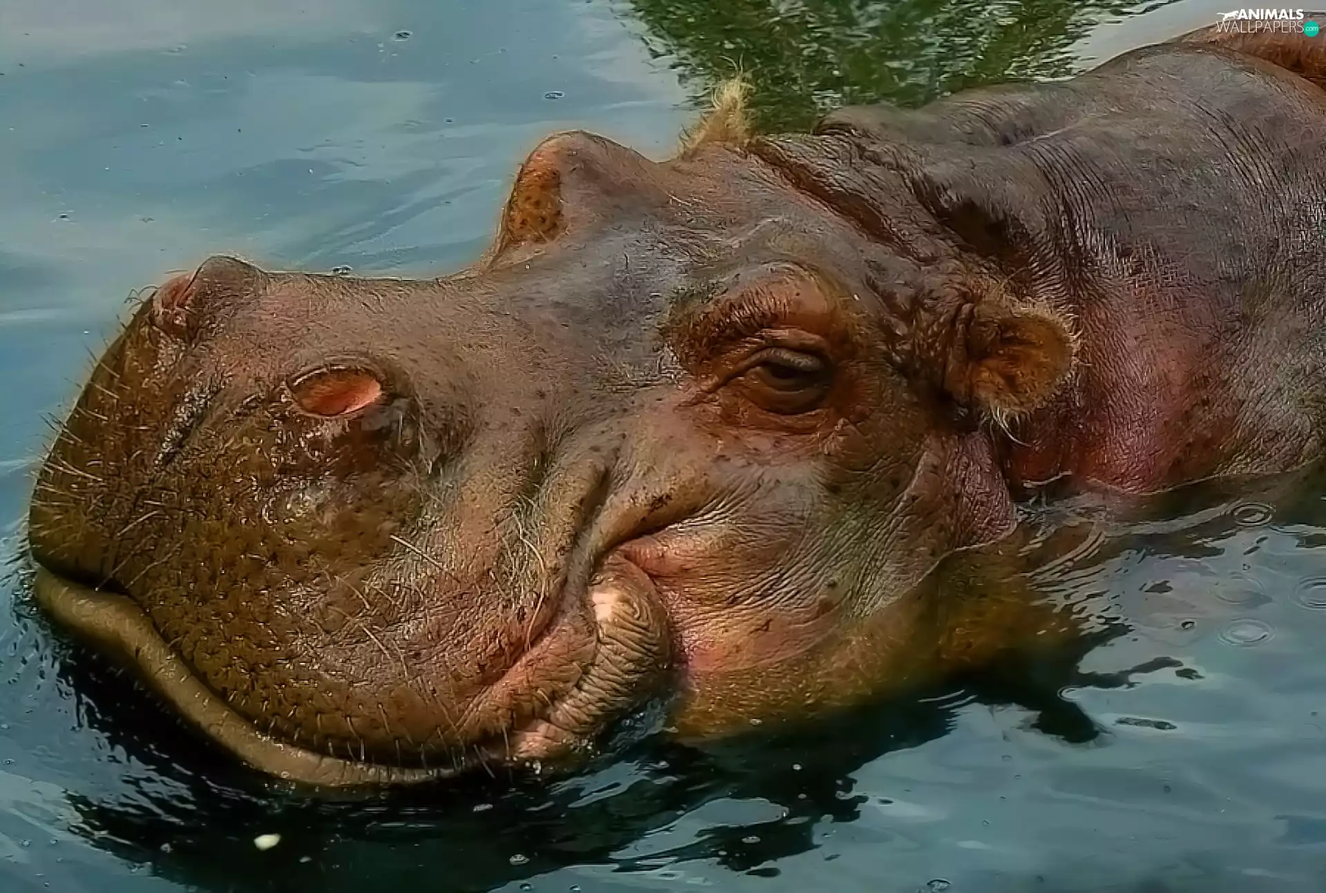 hippo, nostrils