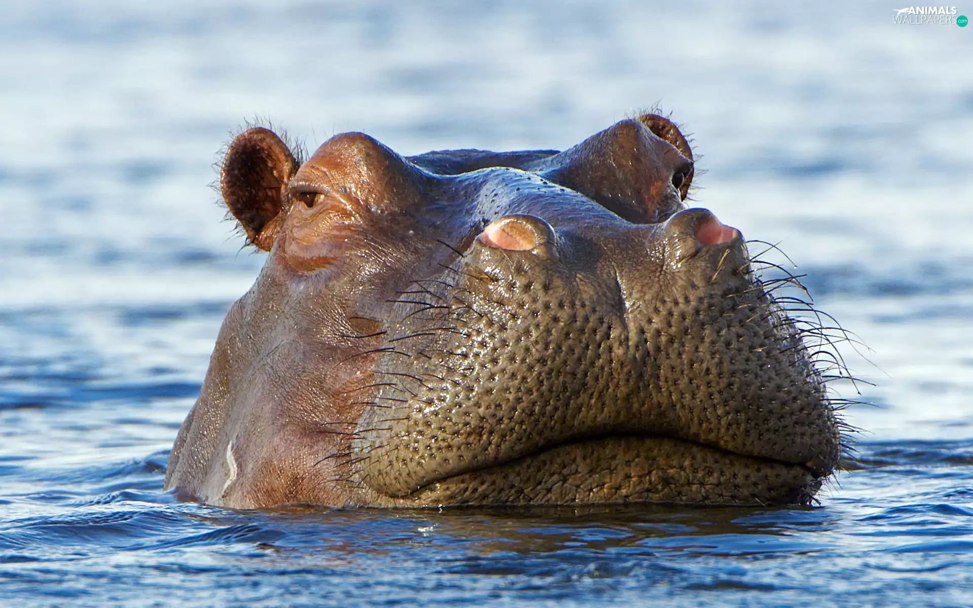 hippo, water