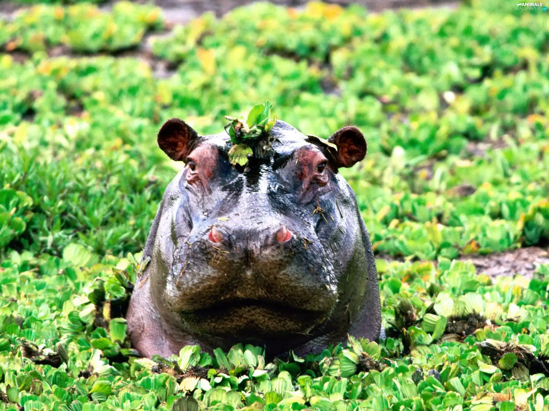 hippo