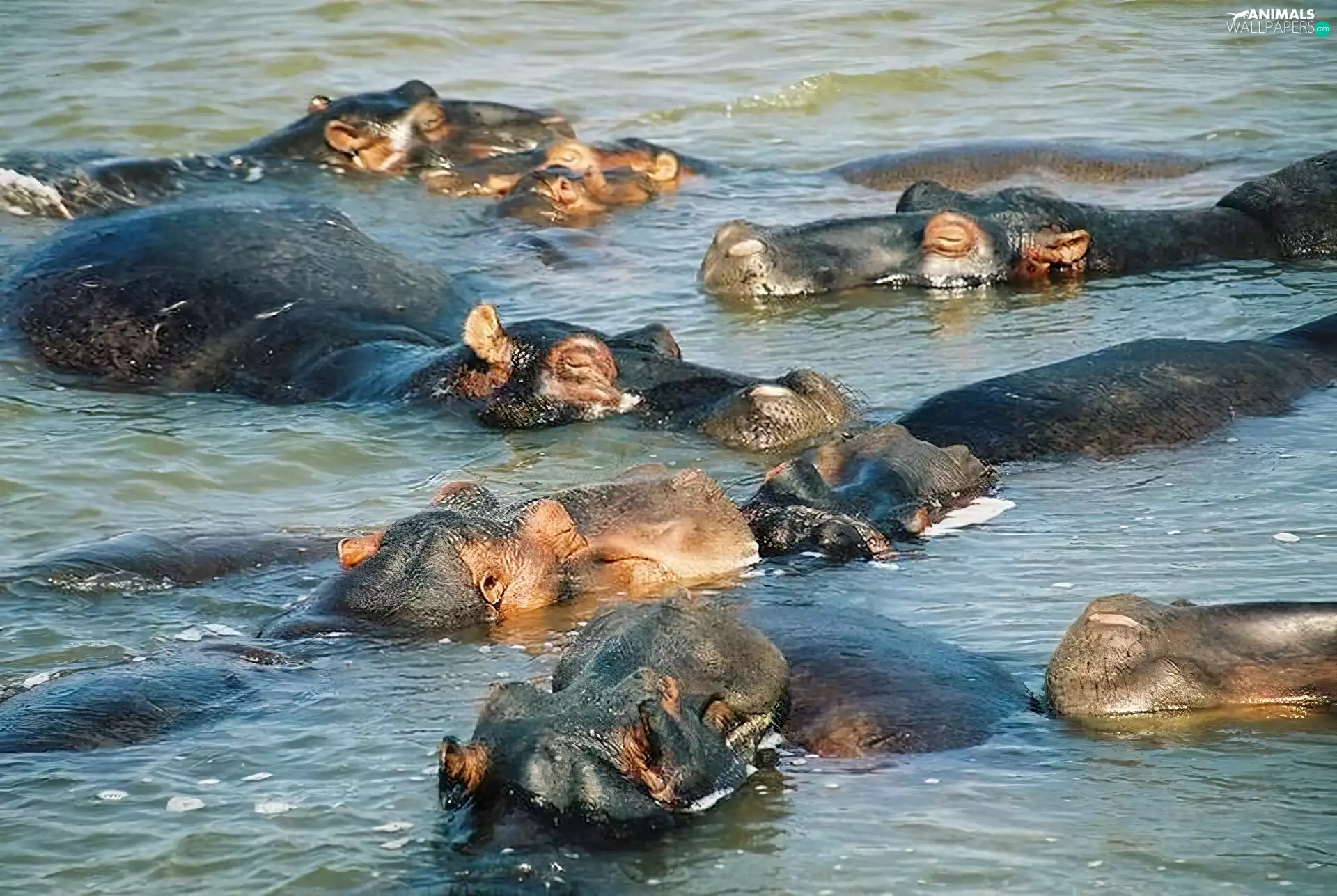 hippos, water