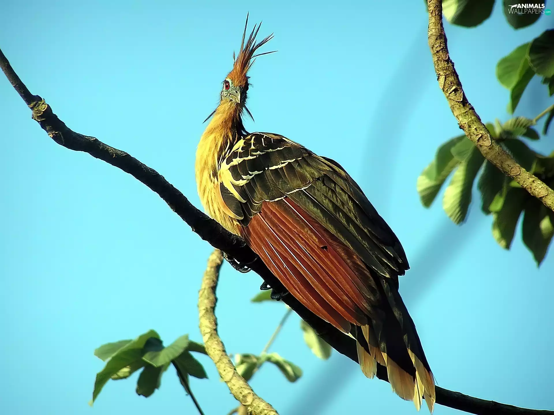 exotic, Hoacyn, branch pics, Bird