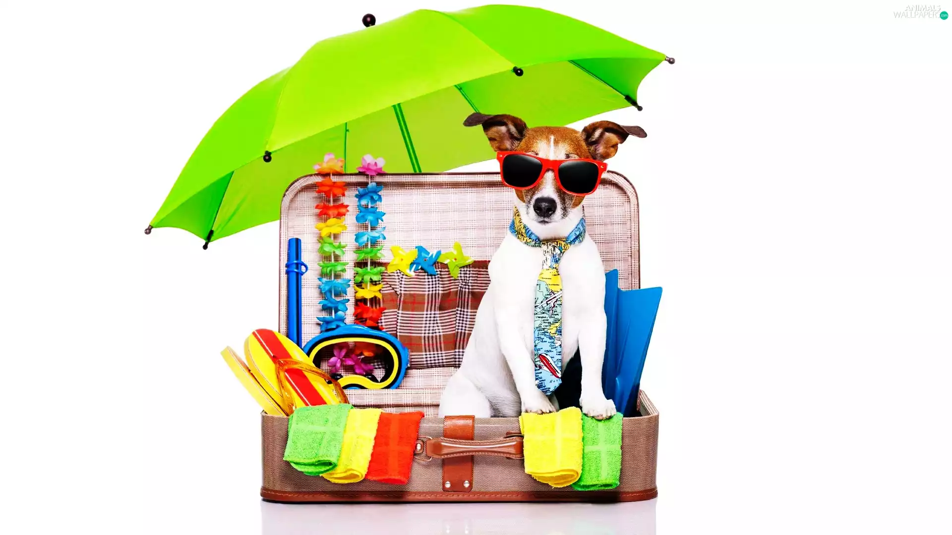 holiday, Jack Russell Terrier, umbrella, Glasses, dog, case, Funny