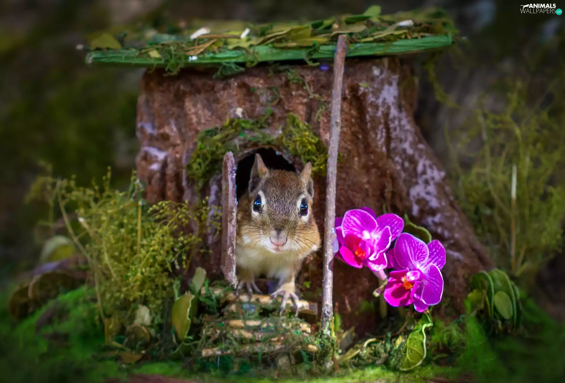squirrel, trees, orchids, hollow, trunk, Flowers, grass