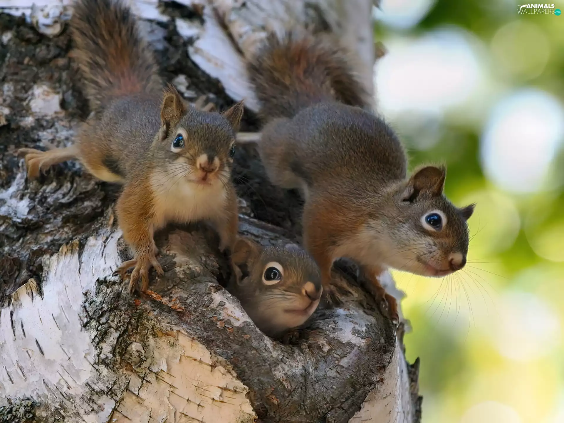hollow, Three, squirrels