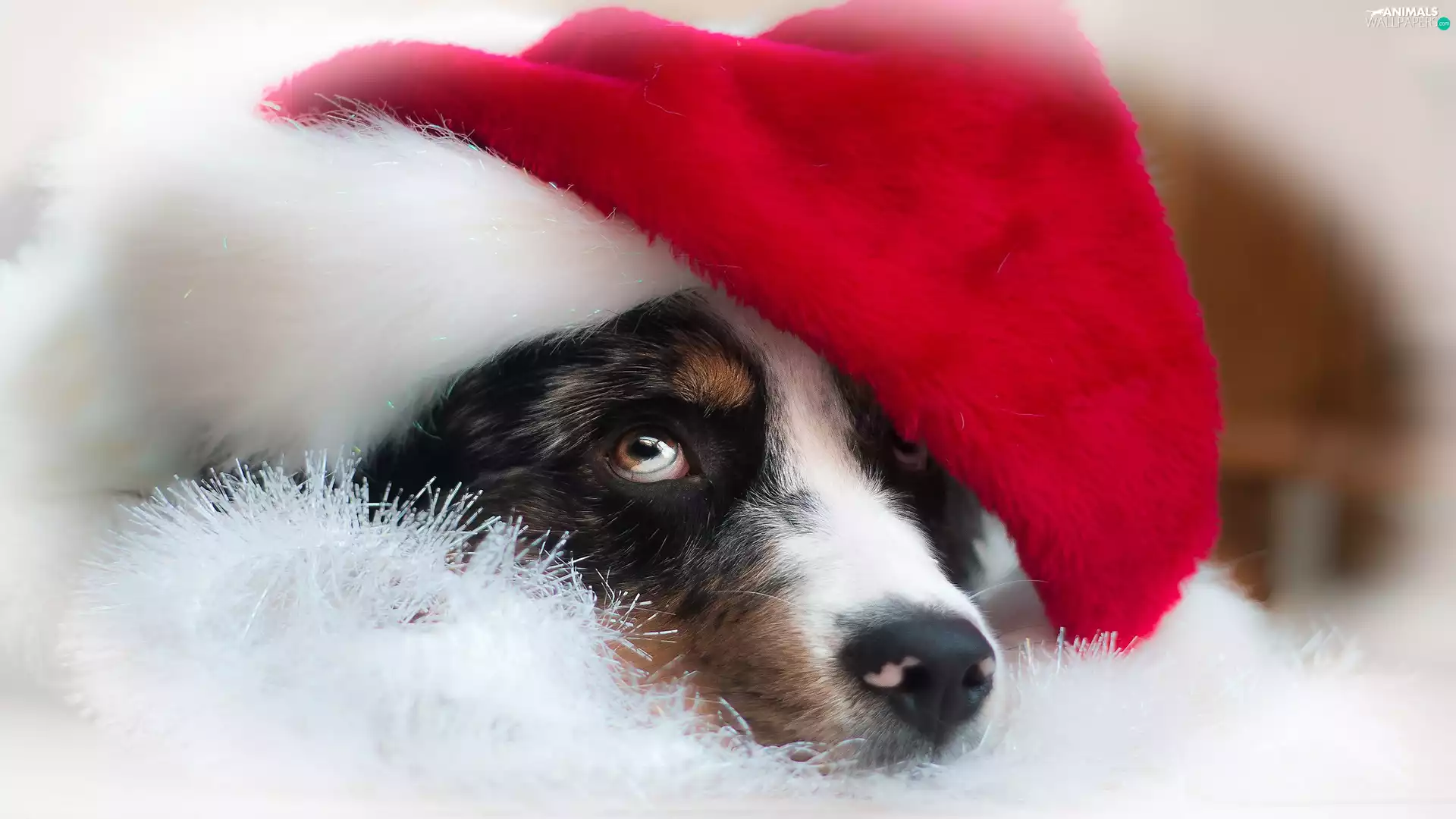 dog, holly, Hat, Australian Shepherd