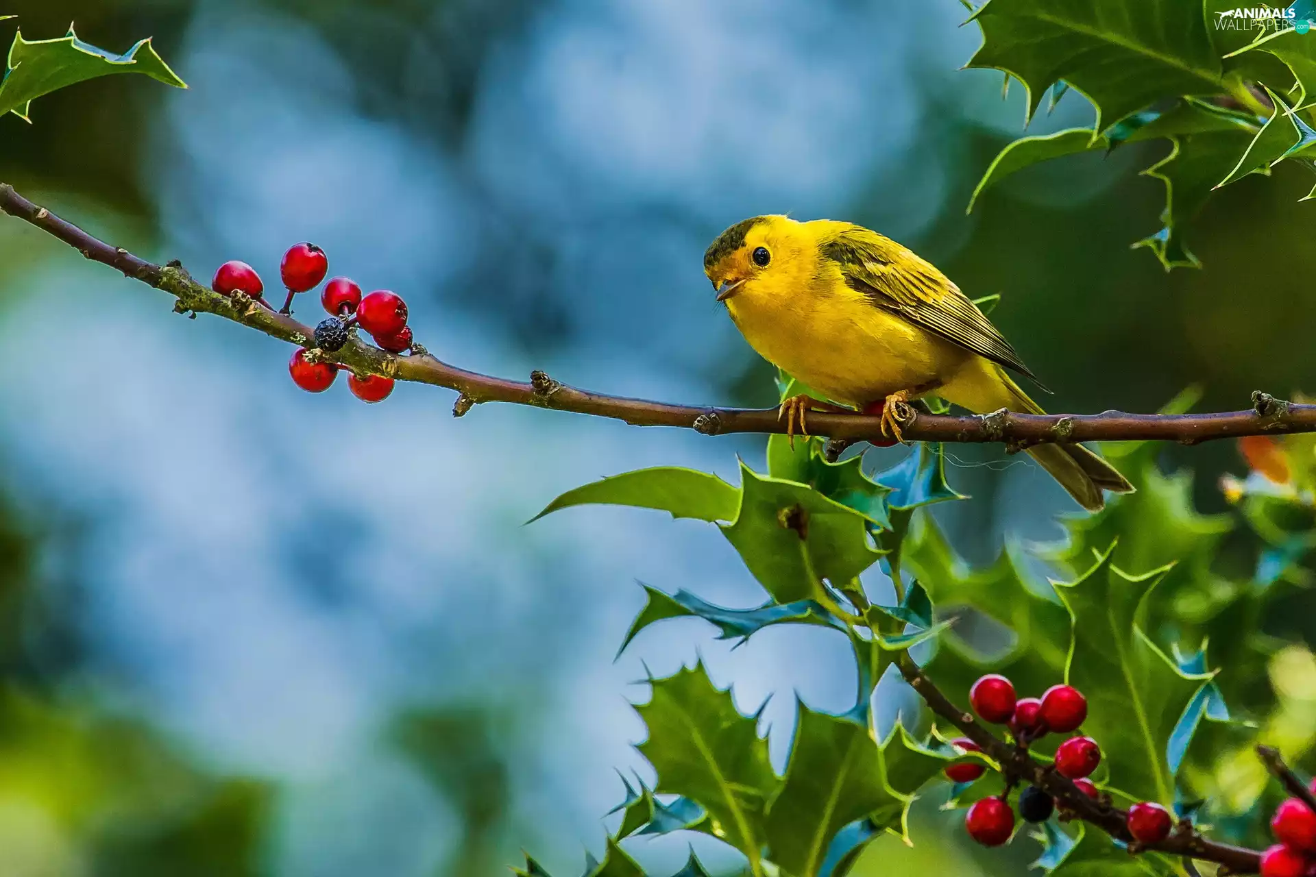 Warbler egret, twig, holly