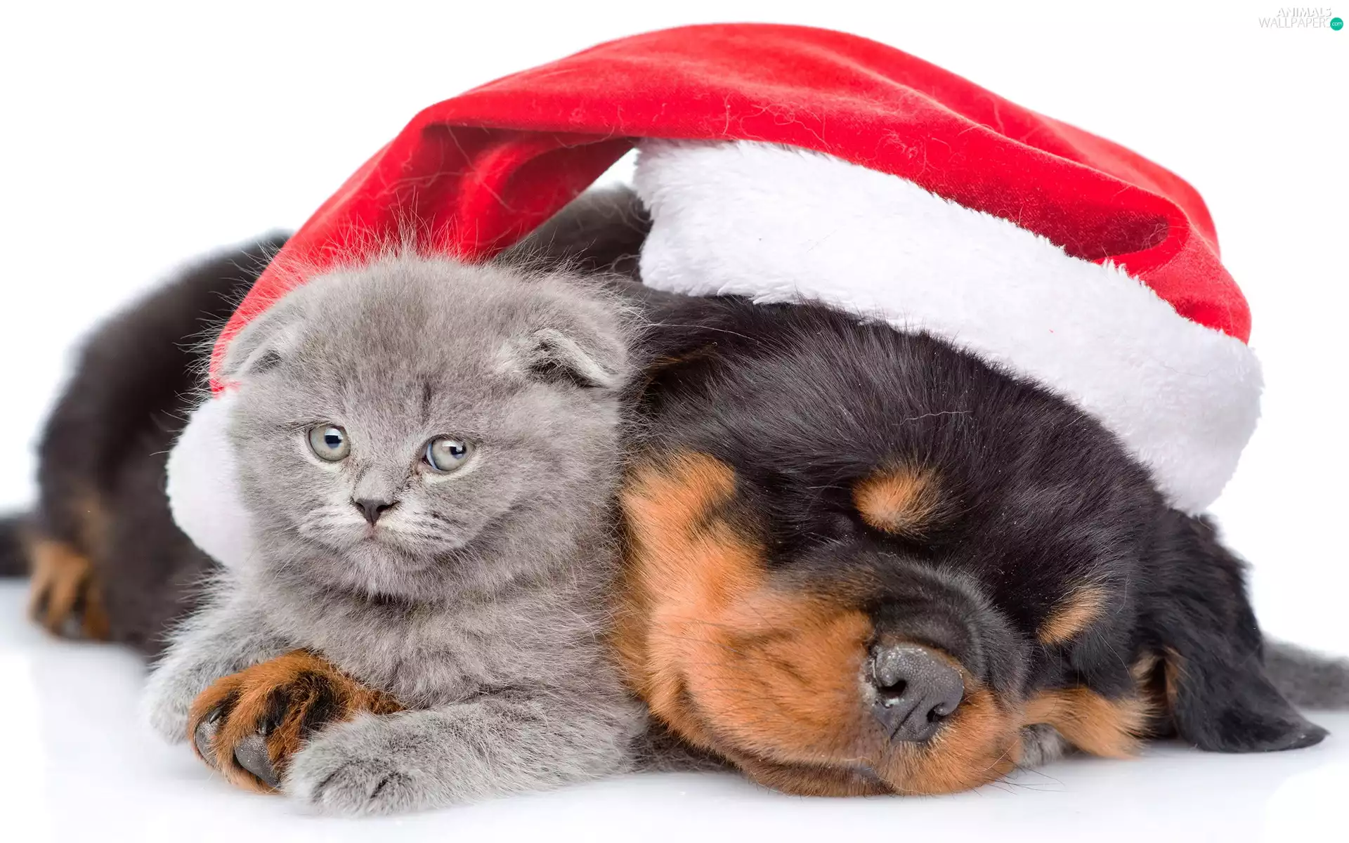 Scottish Fold, dog, Holy, Nicholas, Hat, cat