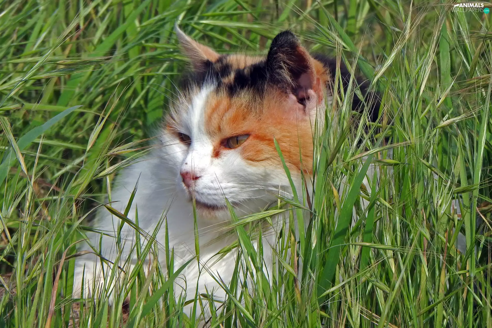 cat, grass, Green, home