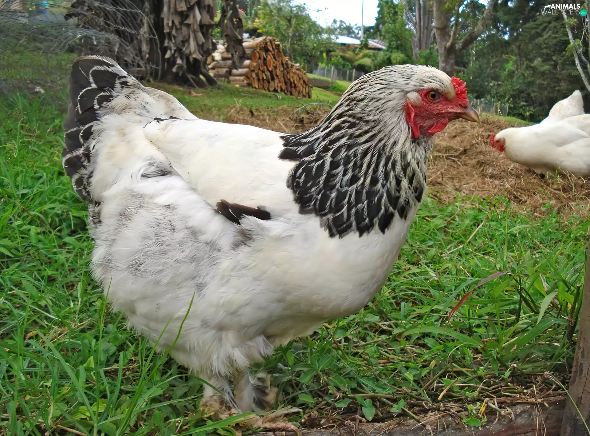 hens, grass, farm, Home