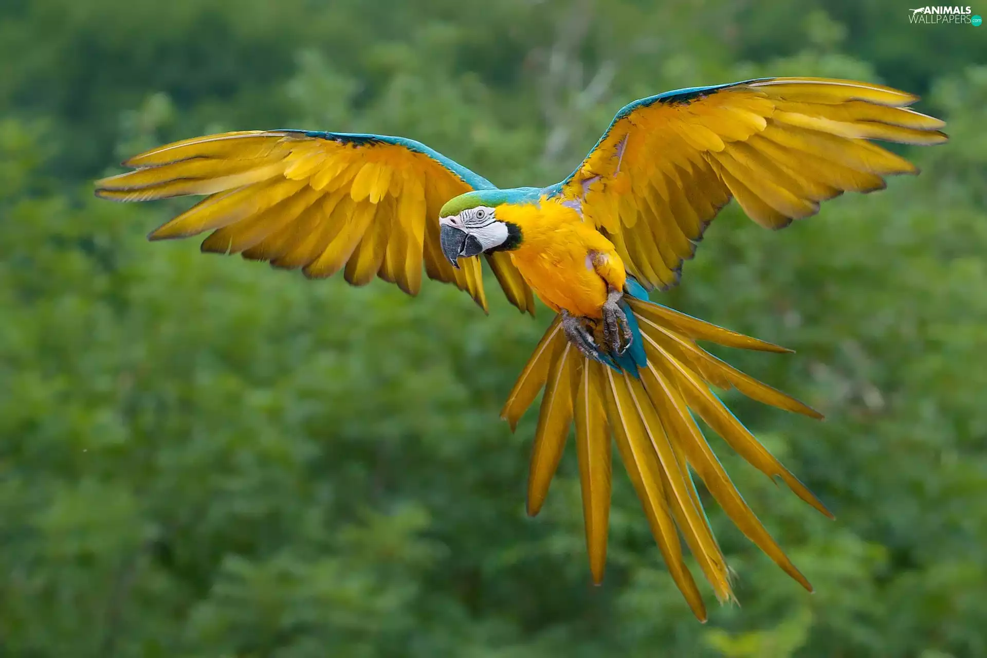 ara, blue, Yellow Honda