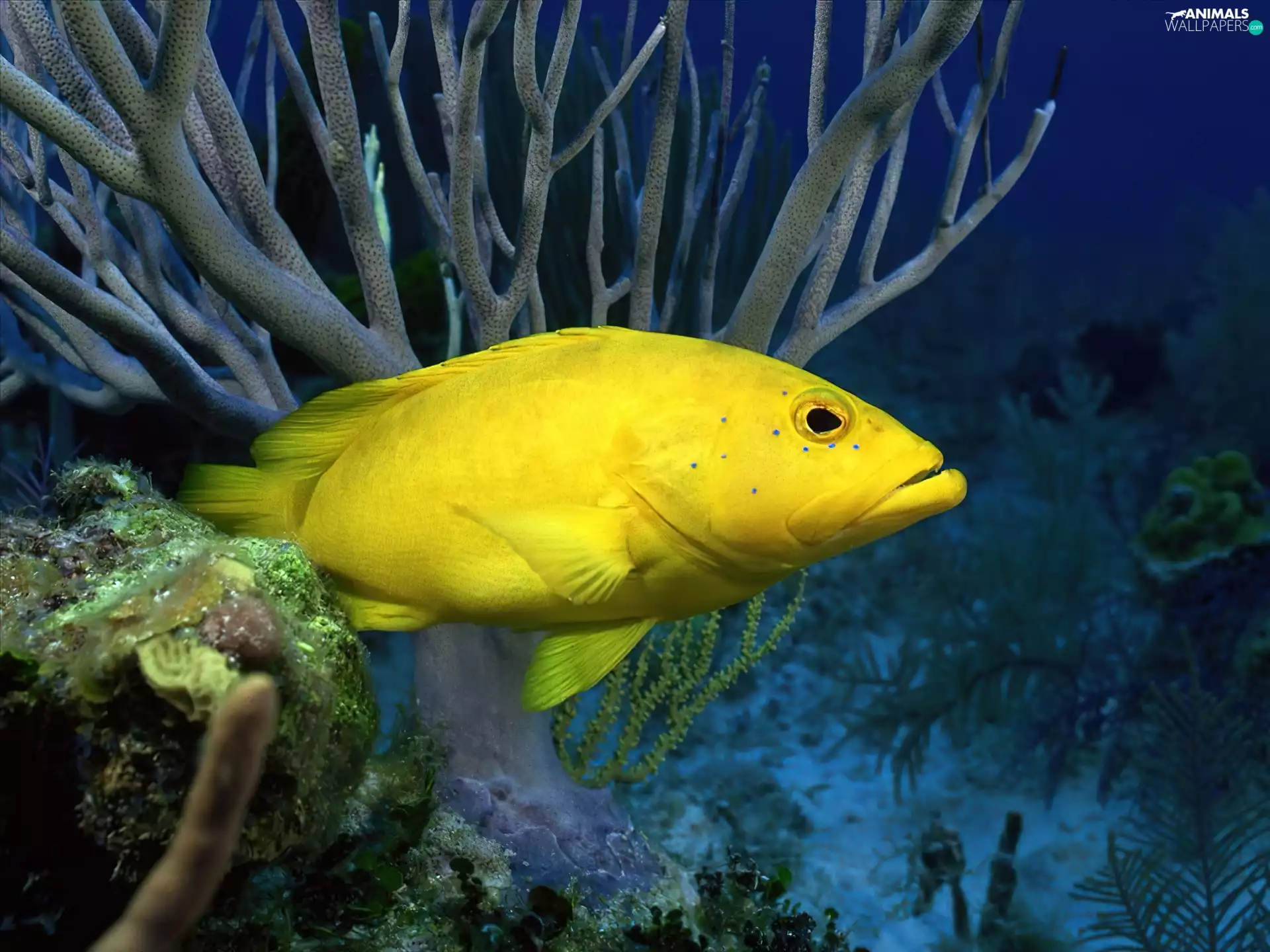 Yellow Honda, depths, sea, fish