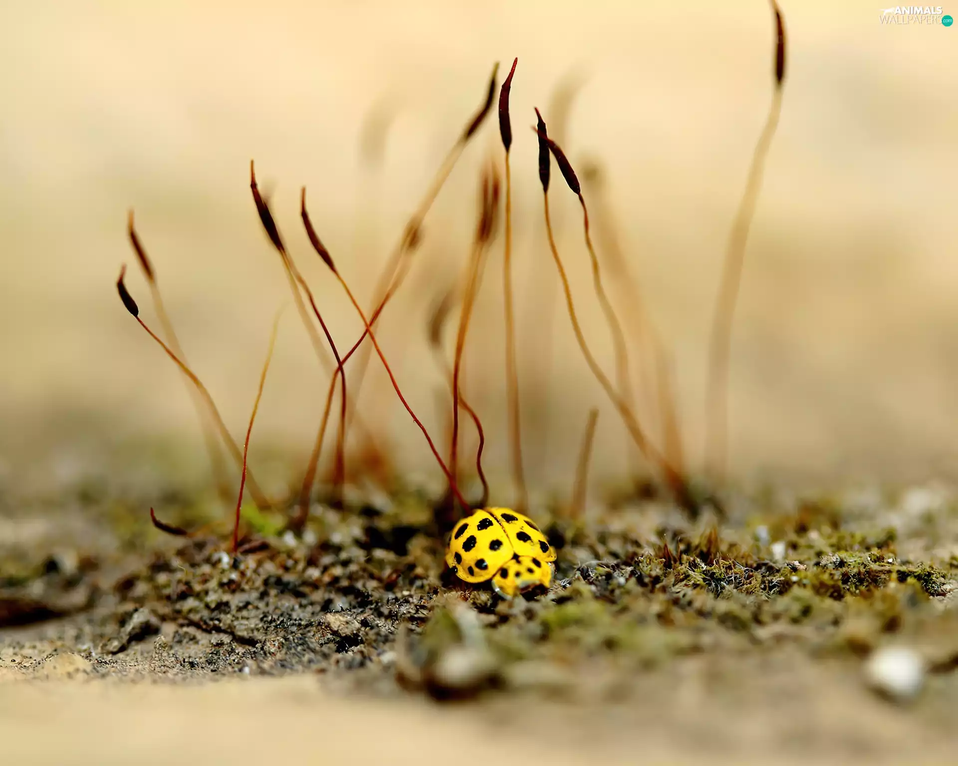 Yellow Honda, dry, grass, ladybird