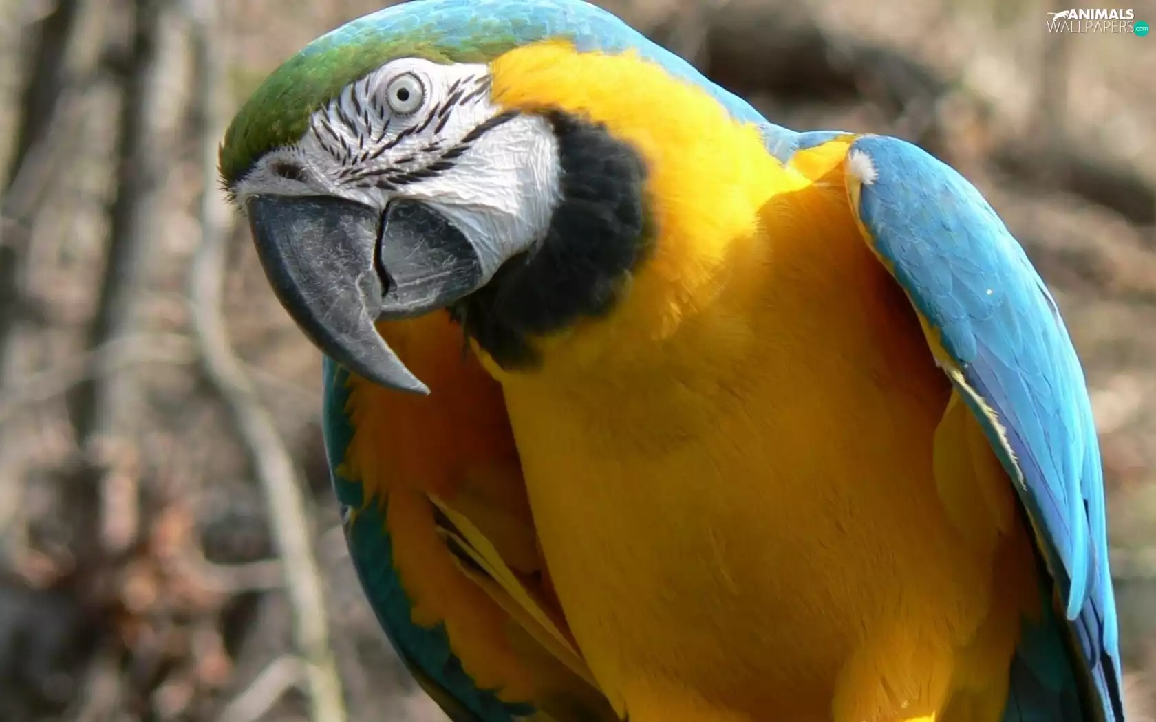parrot, blue, Yellow Honda
