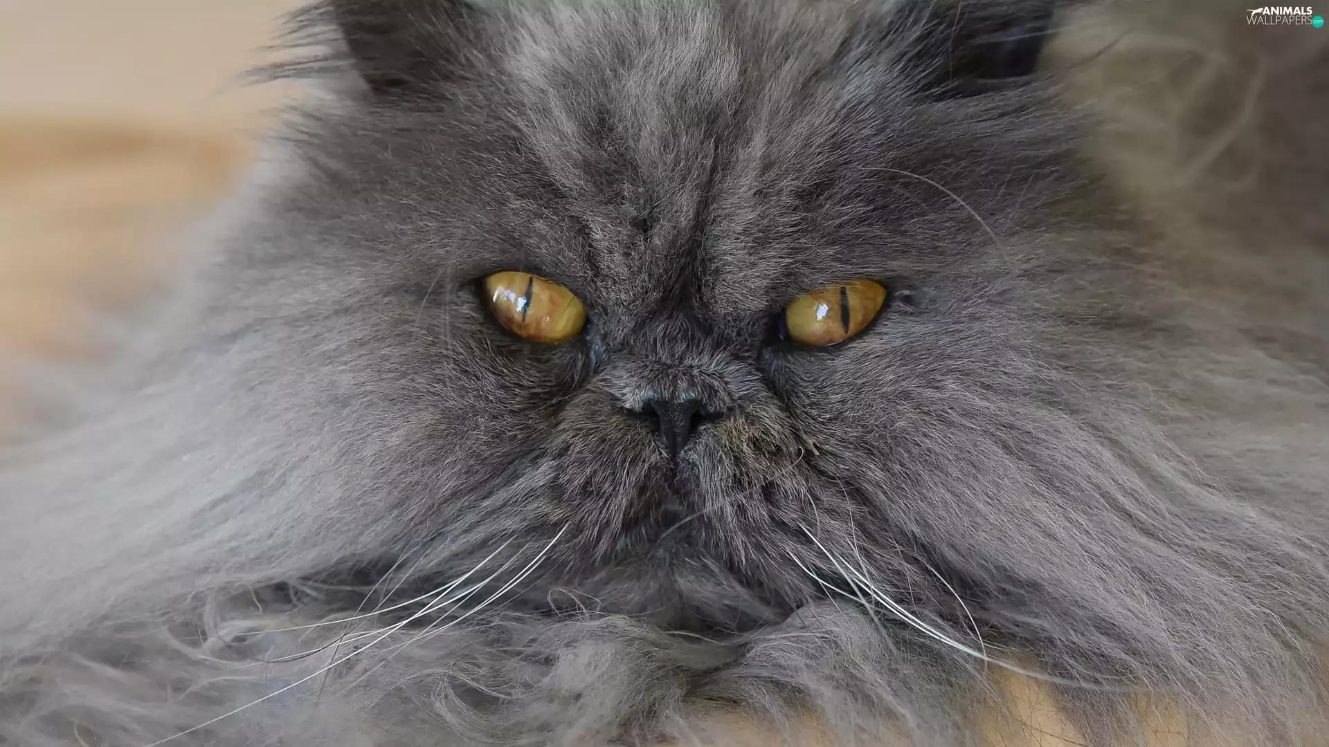 Gray, honey, Eyes, Persian Cat