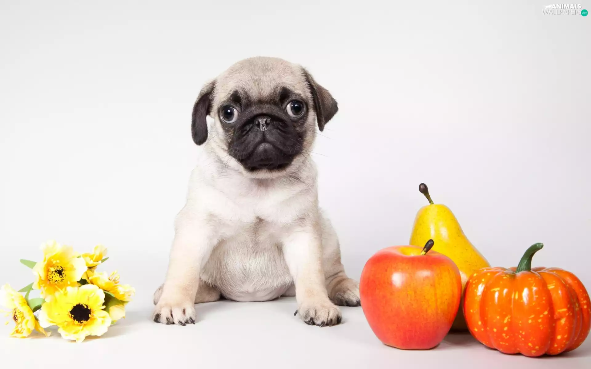 honeyed, Puppy, pumpkin, Flowers, Truck concrete mixer, pug, dog, Apple