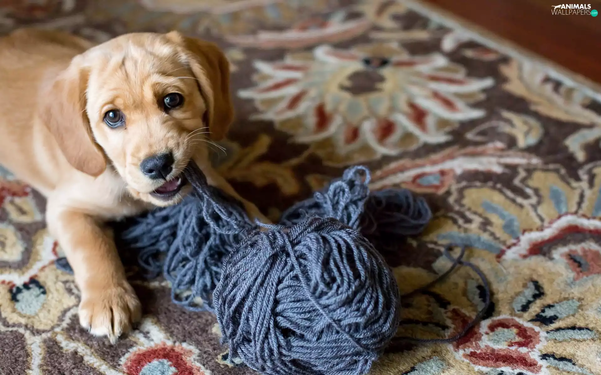 dog, Puppy, Spanador, honeyed