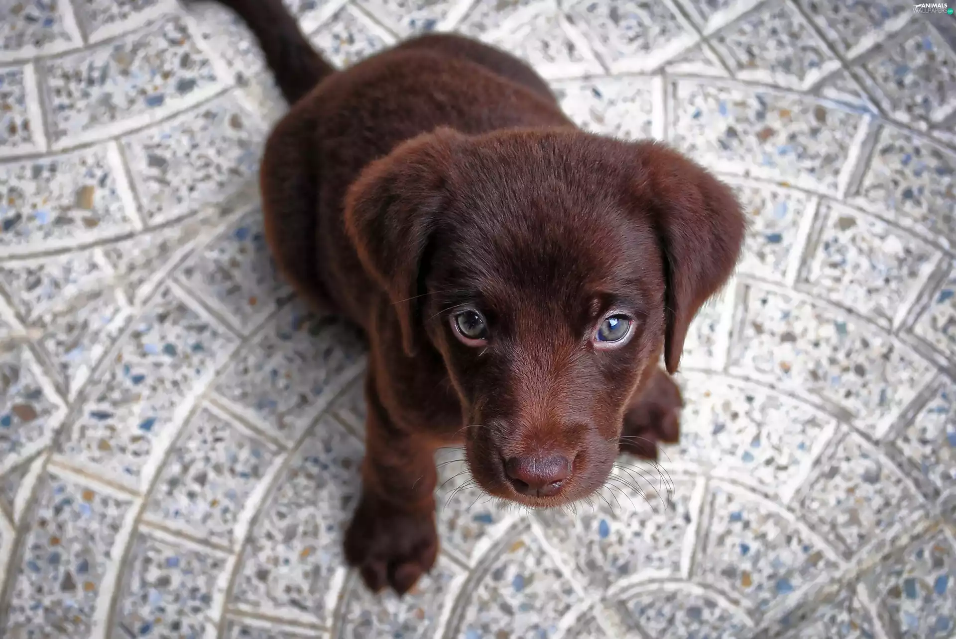 Puppy, Labrador Retriever, honeyed
