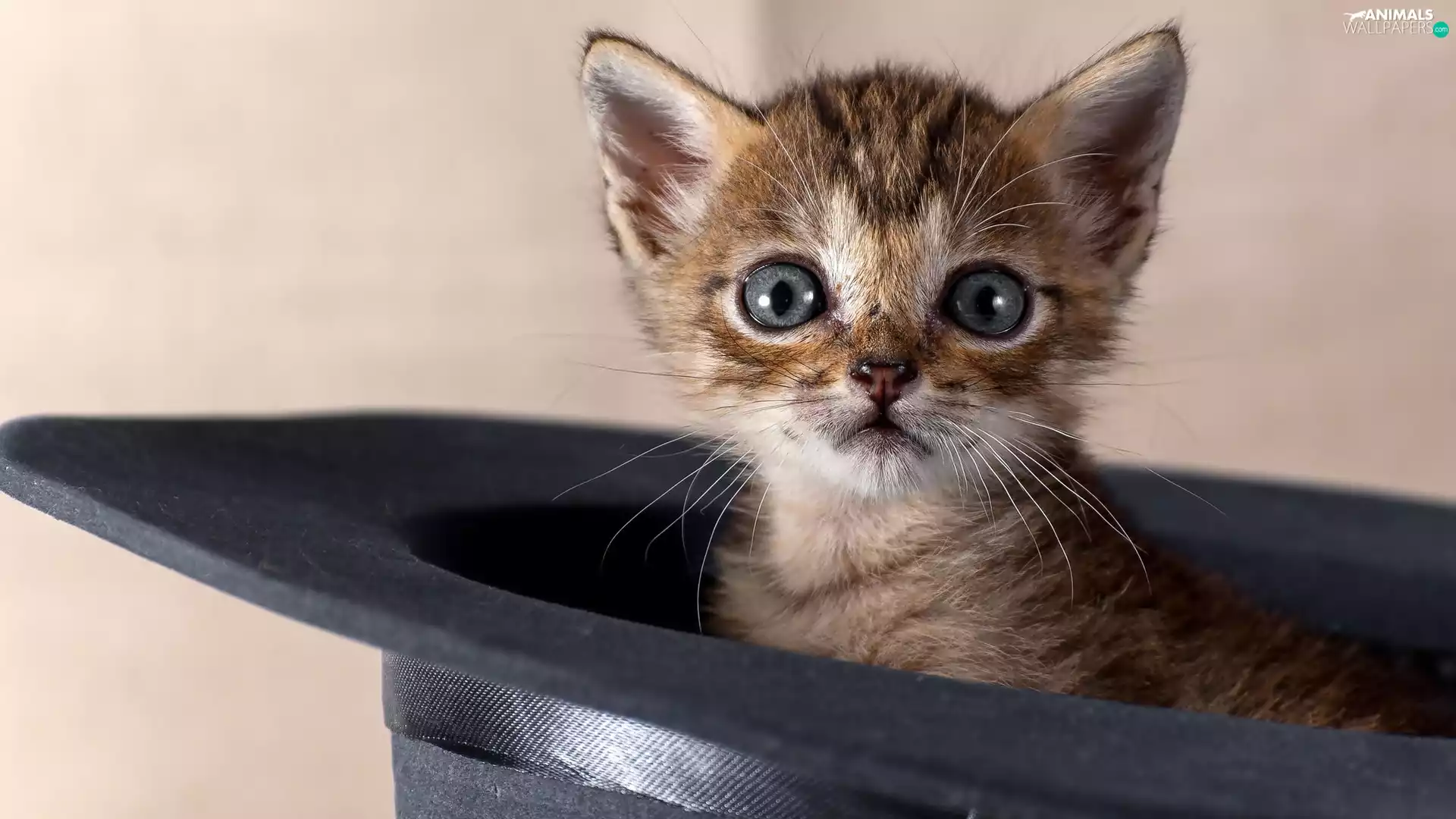 small, kitten, Hat, honeyed