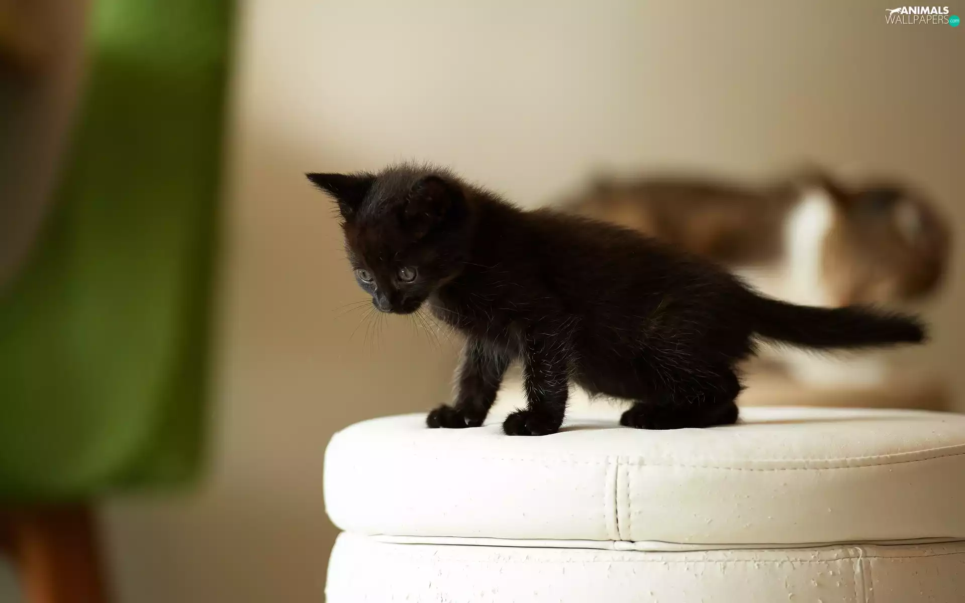 small, kitten, pouf, honeyed