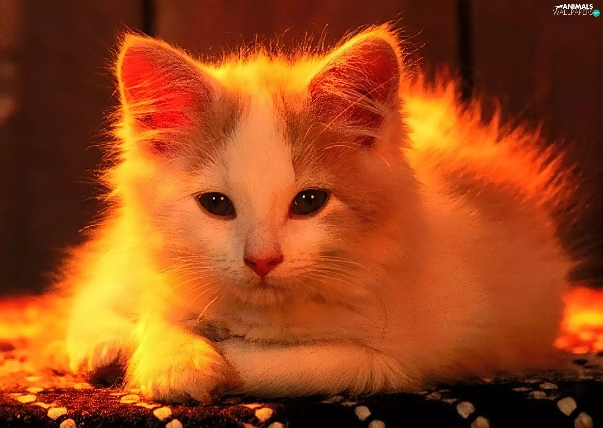small, kitten, sun, honeyed