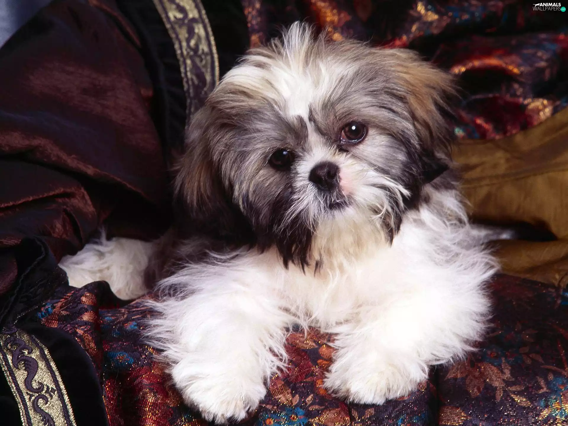 honeyed, Shih Tzu
