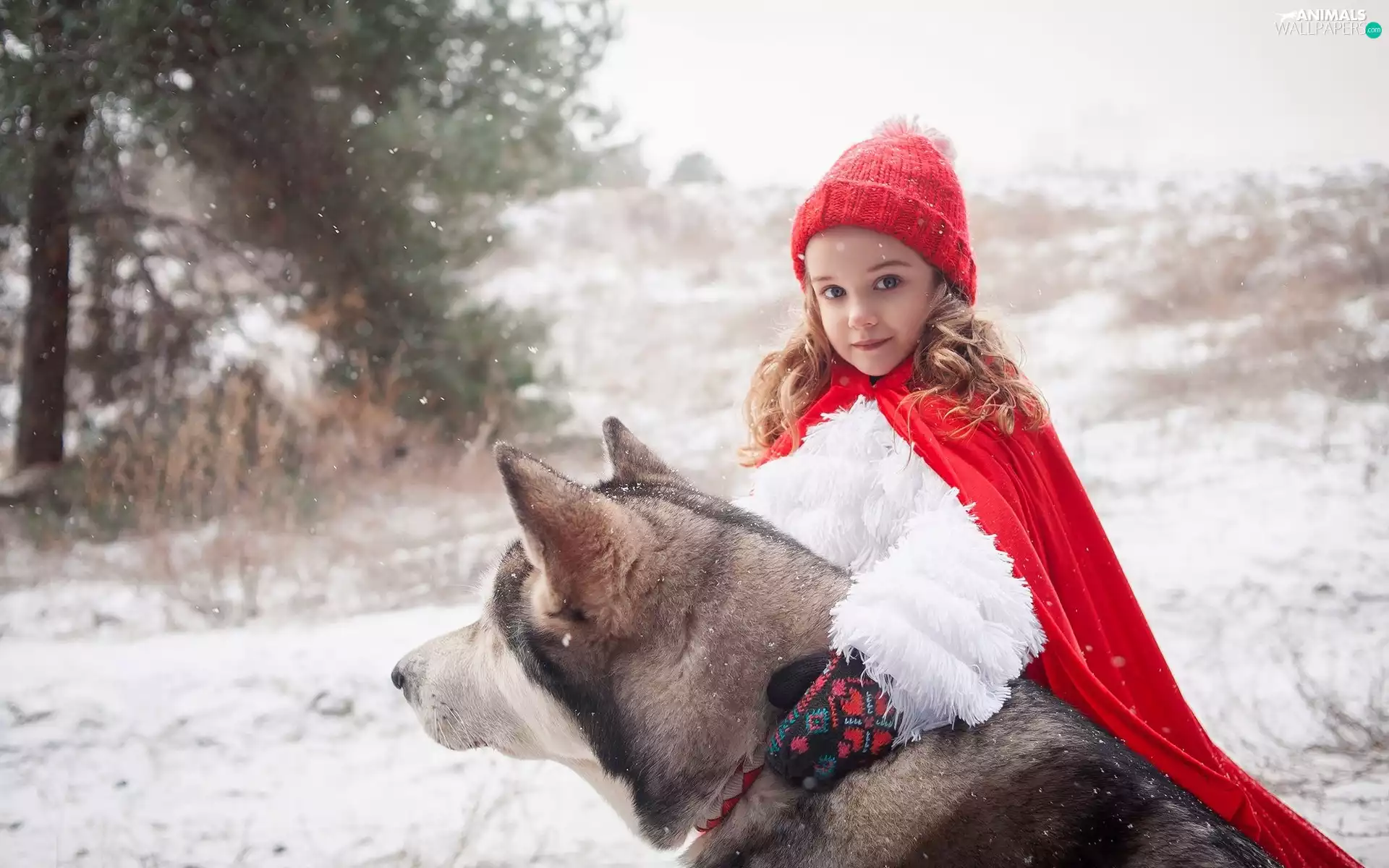 snow, winter, Red hood, Siberian Husky, girl