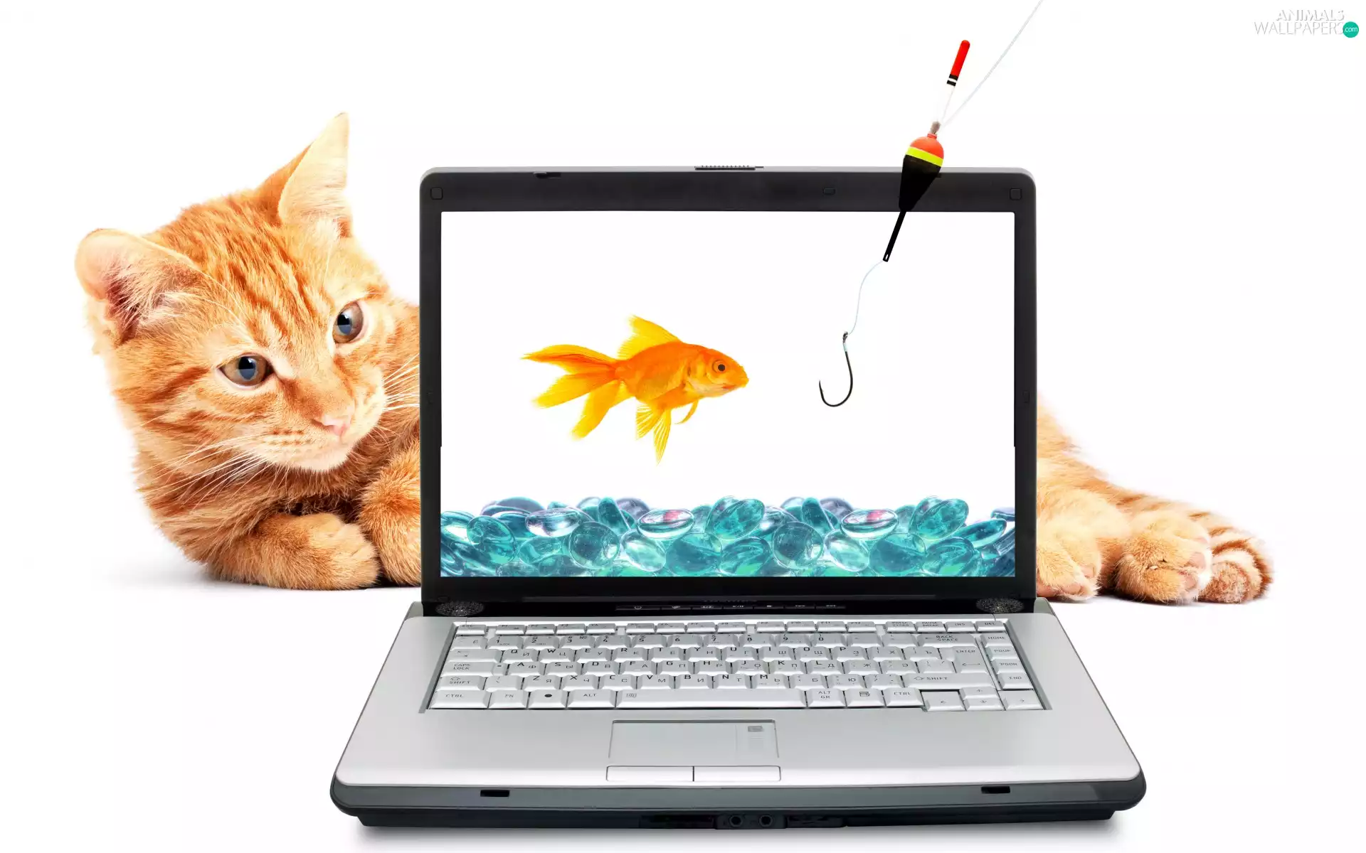 laptop, cat, fishing rod, ginger, Funny, Fish, hook