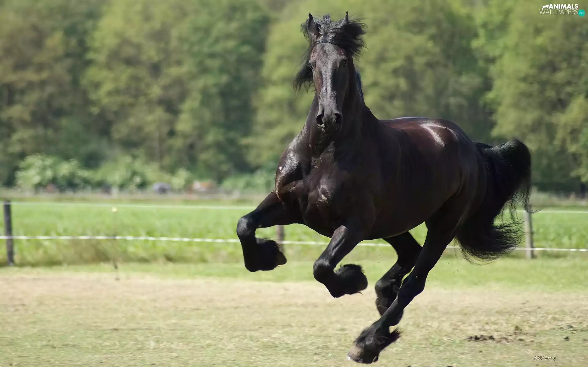 hooves, Horse, gallop