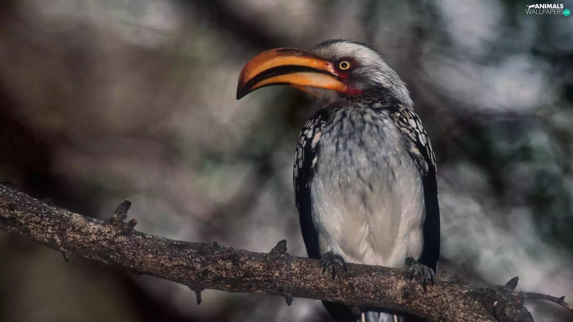 hornbill, branch
