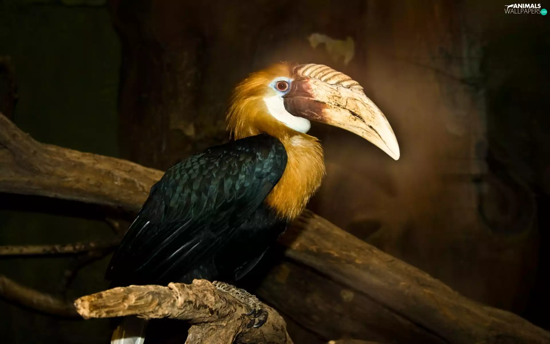 hornbill