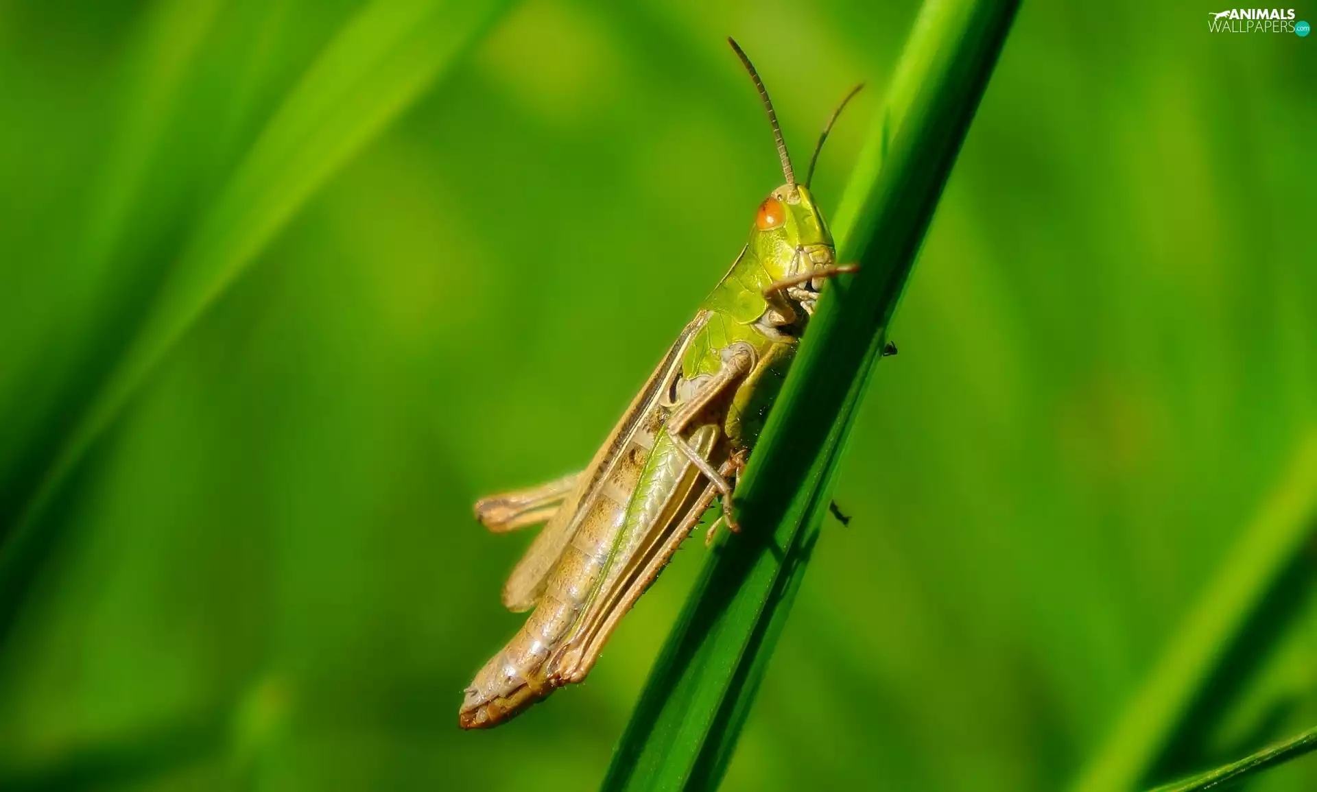short-horned grasshopper, Insect, grasshopper